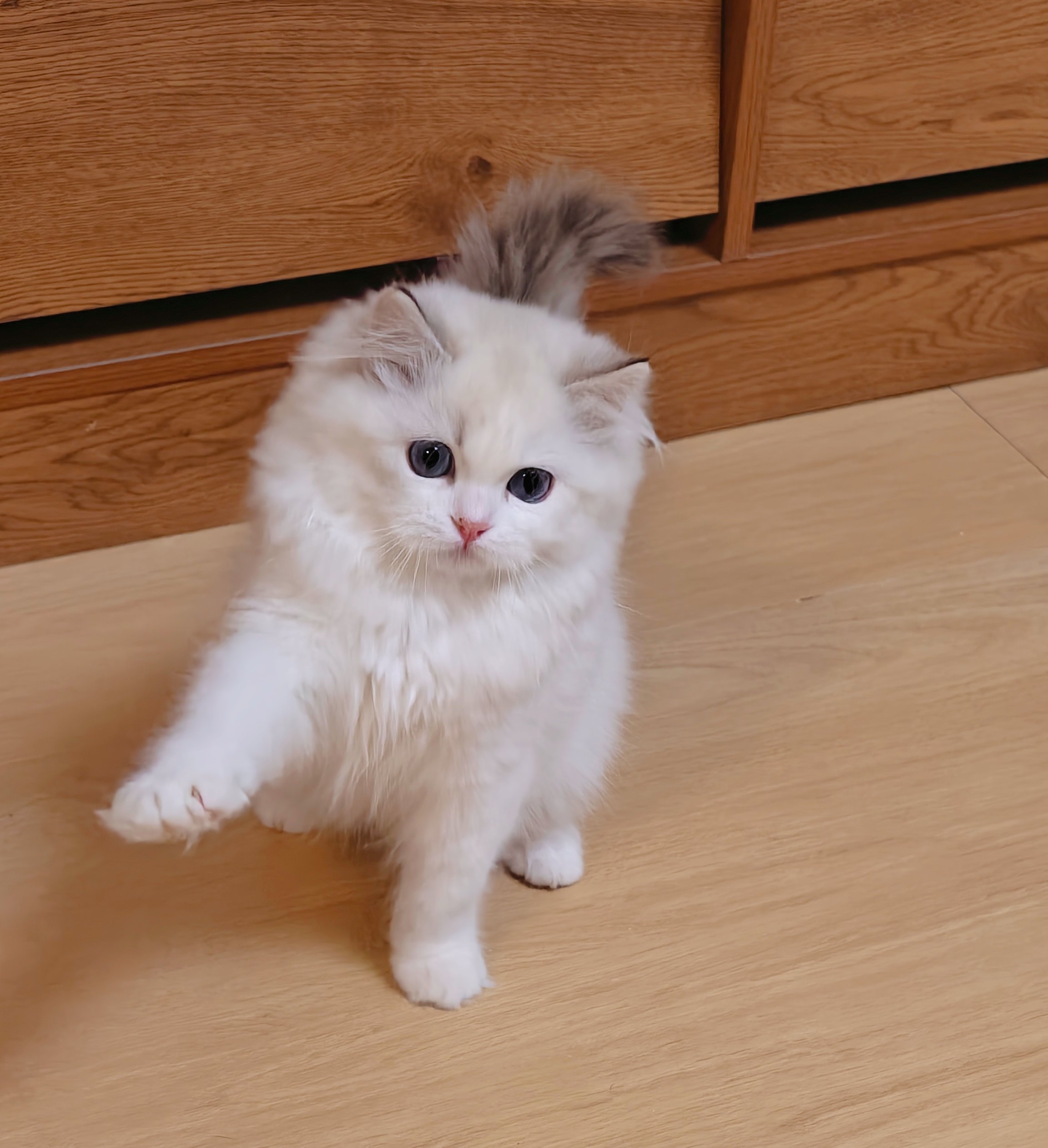 杭州CRAYON.TINA布偶猫舍