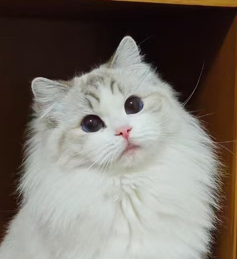 麦芽糖