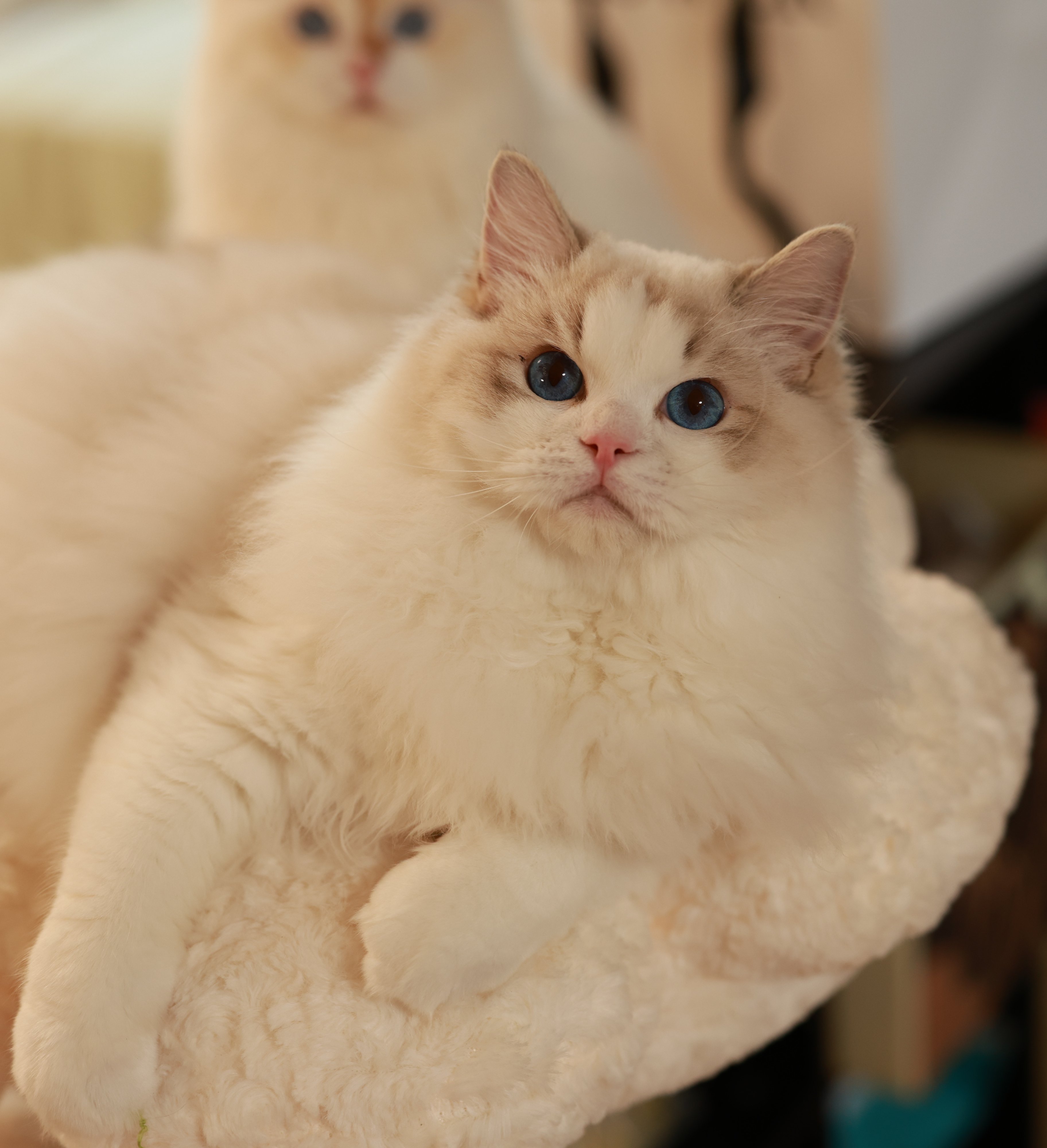 杭州CRAYON.TINA布偶猫舍