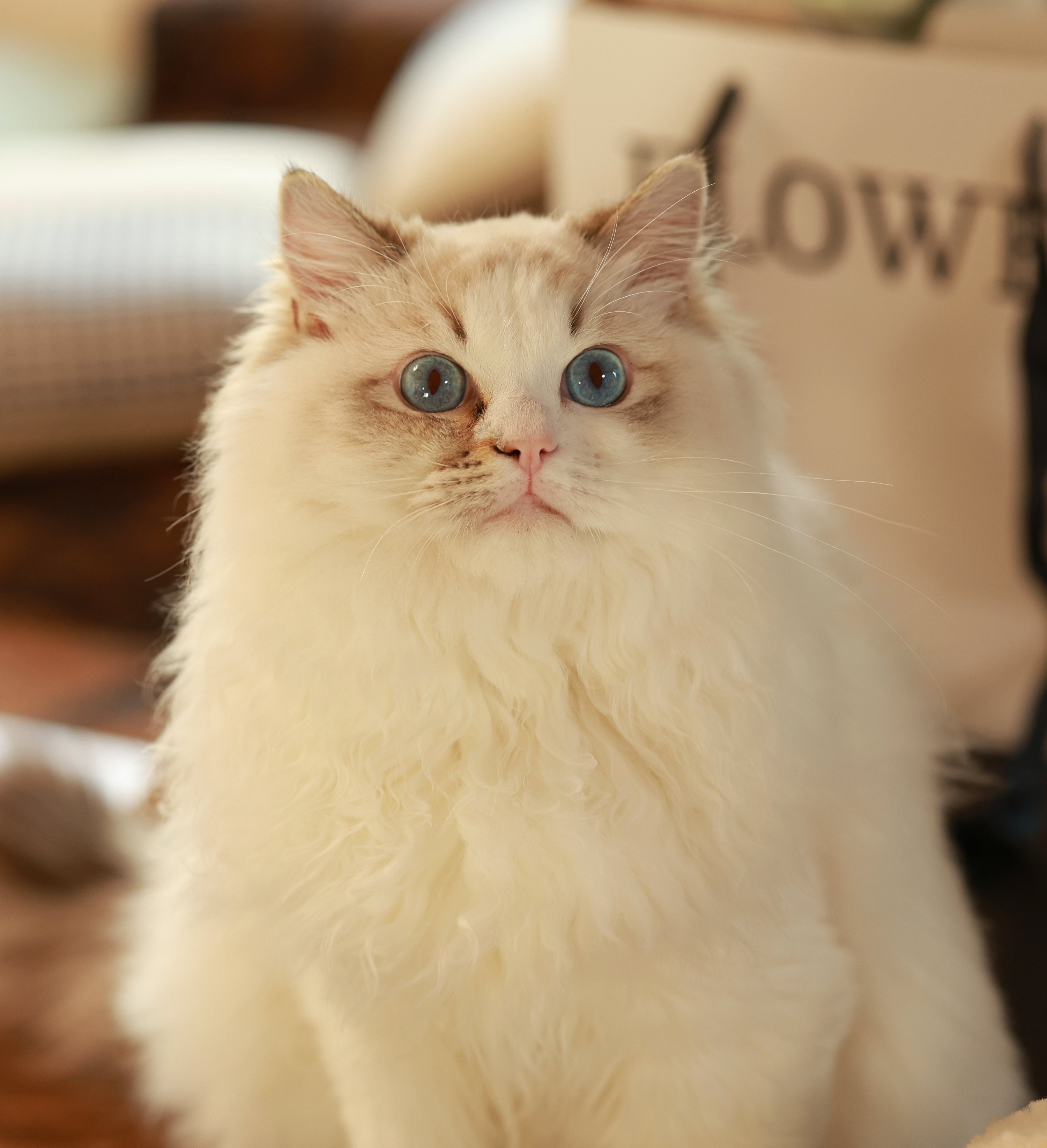 杭州CRAYON.TINA布偶猫舍