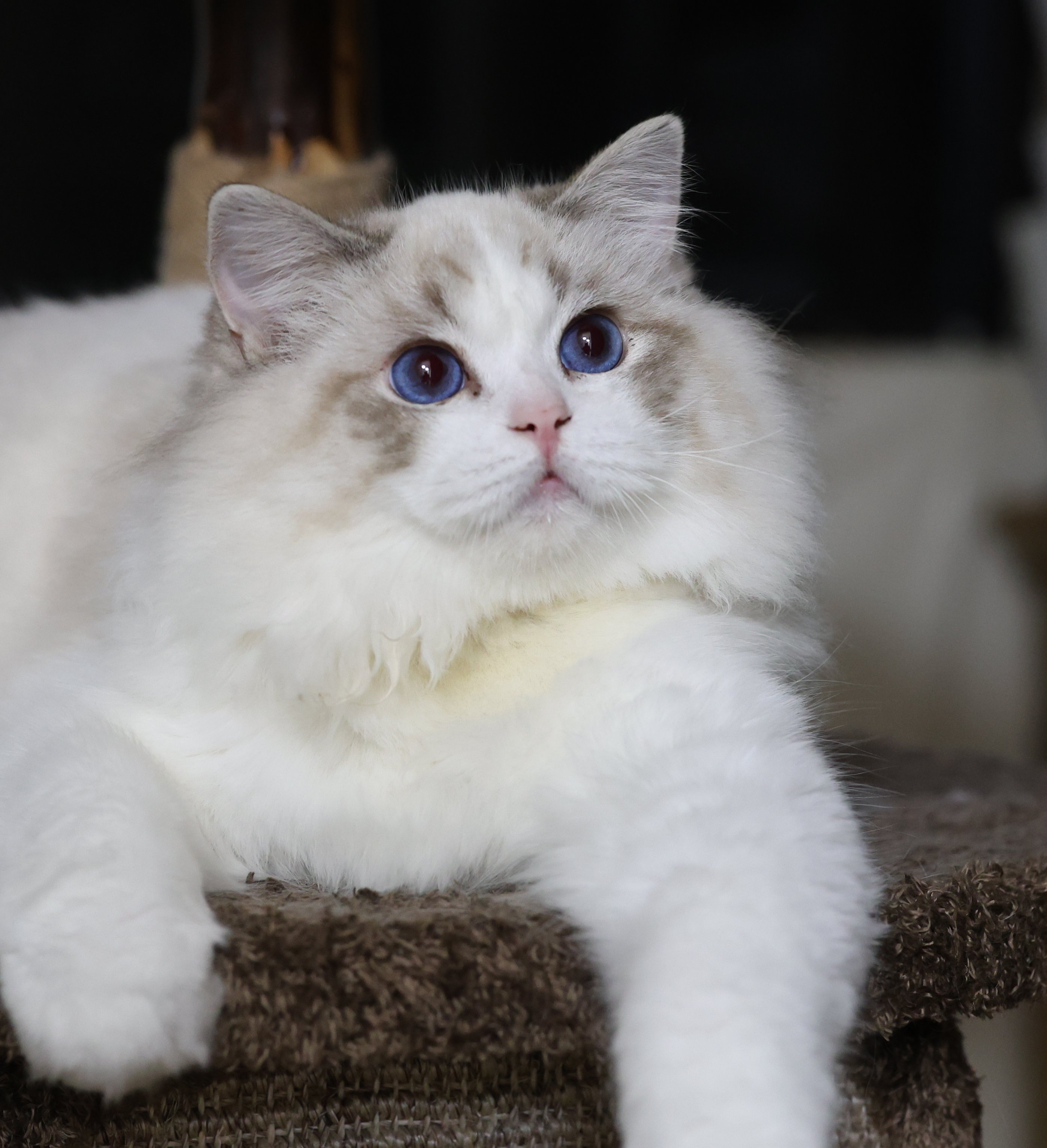 杭州CRAYON.TINA布偶猫舍