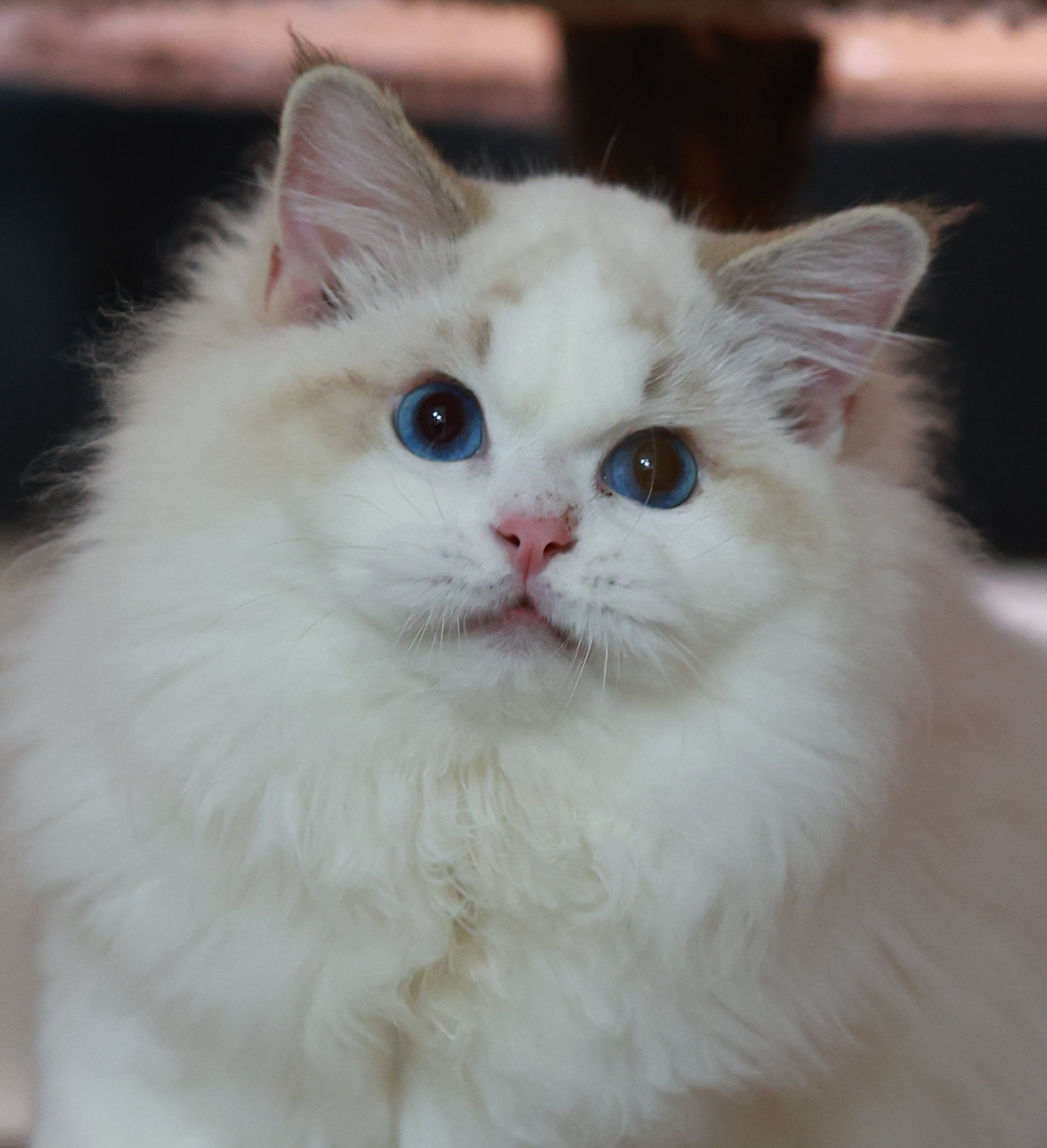 杭州CRAYON.TINA布偶猫舍