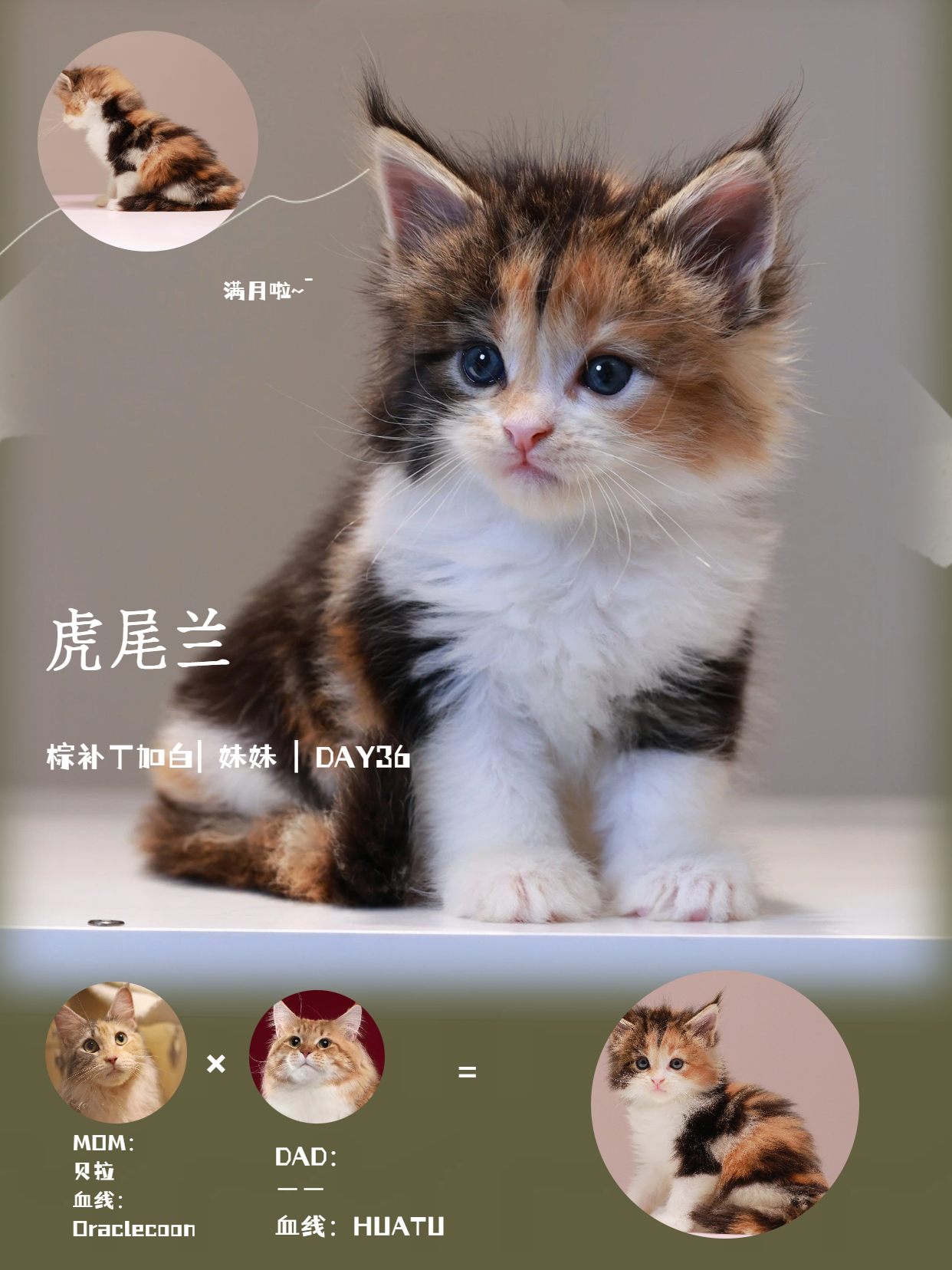 虎尾兰