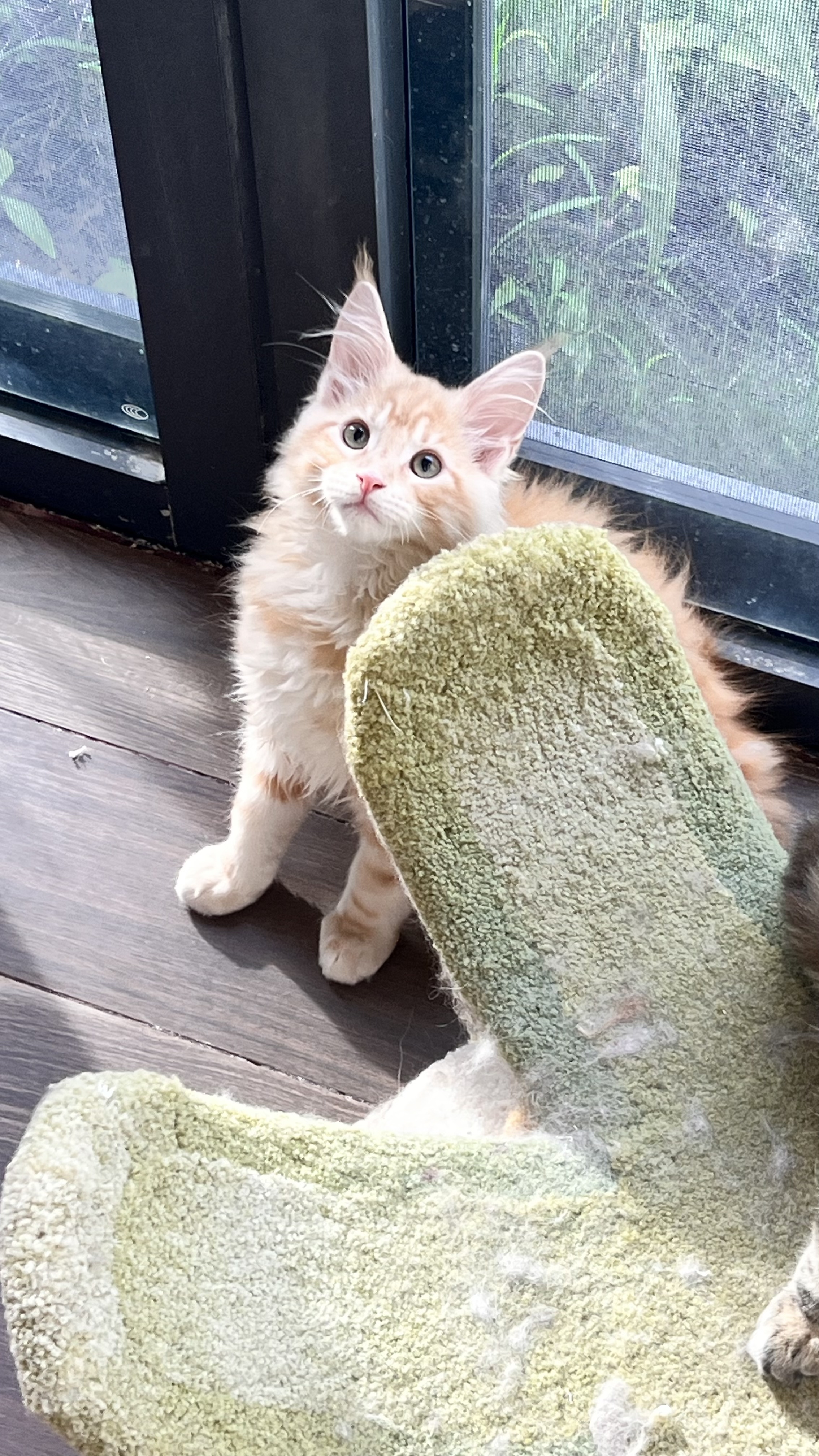 VanillaJu传统美系缅因猫舍