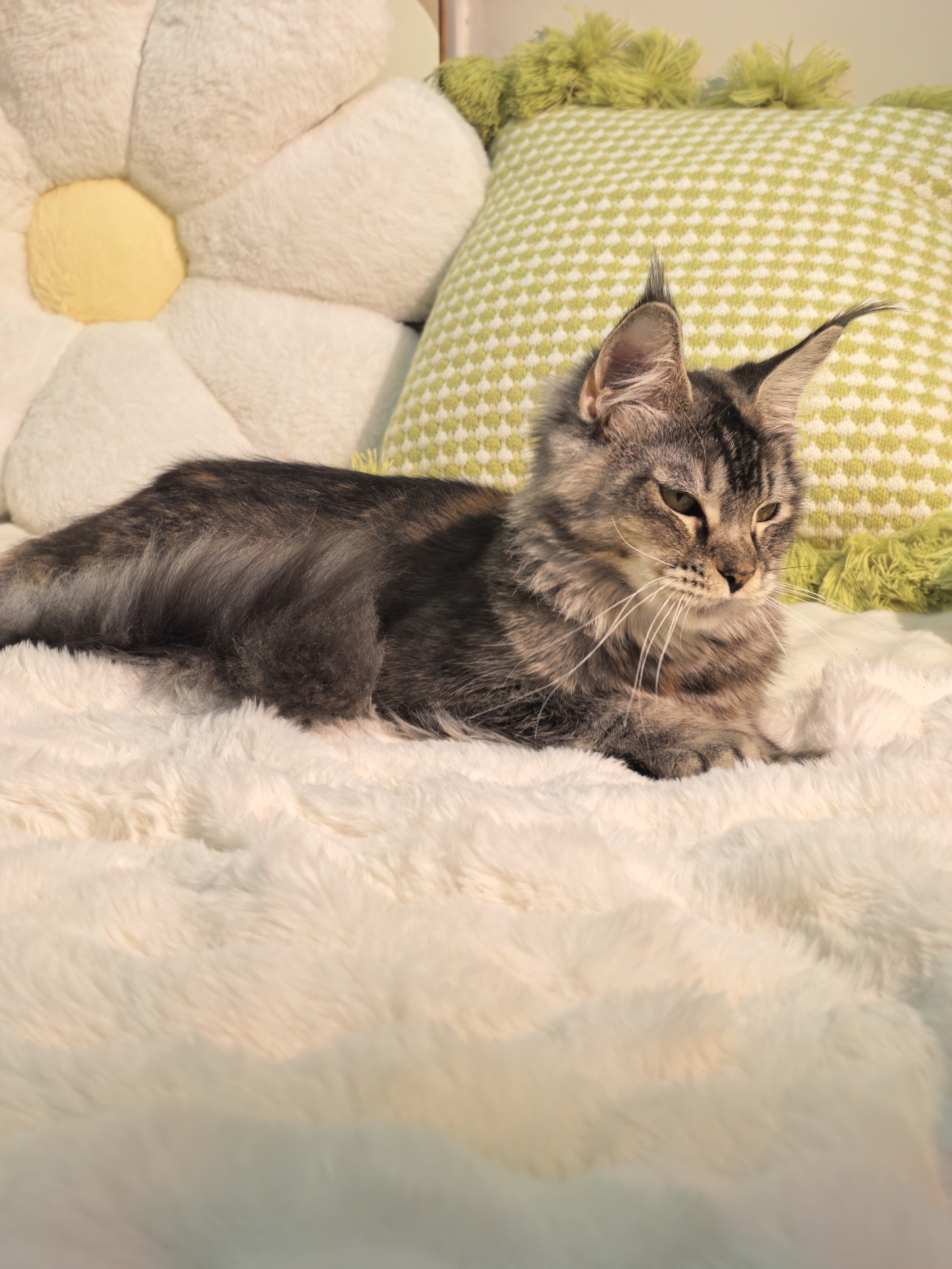 玳瑁妹妹(已绝育) 照片 9