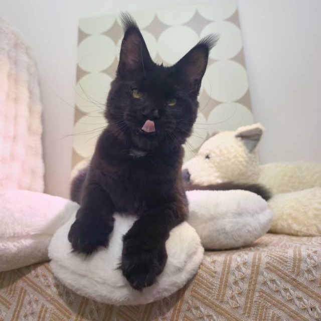 TaoDC缅因猫舍