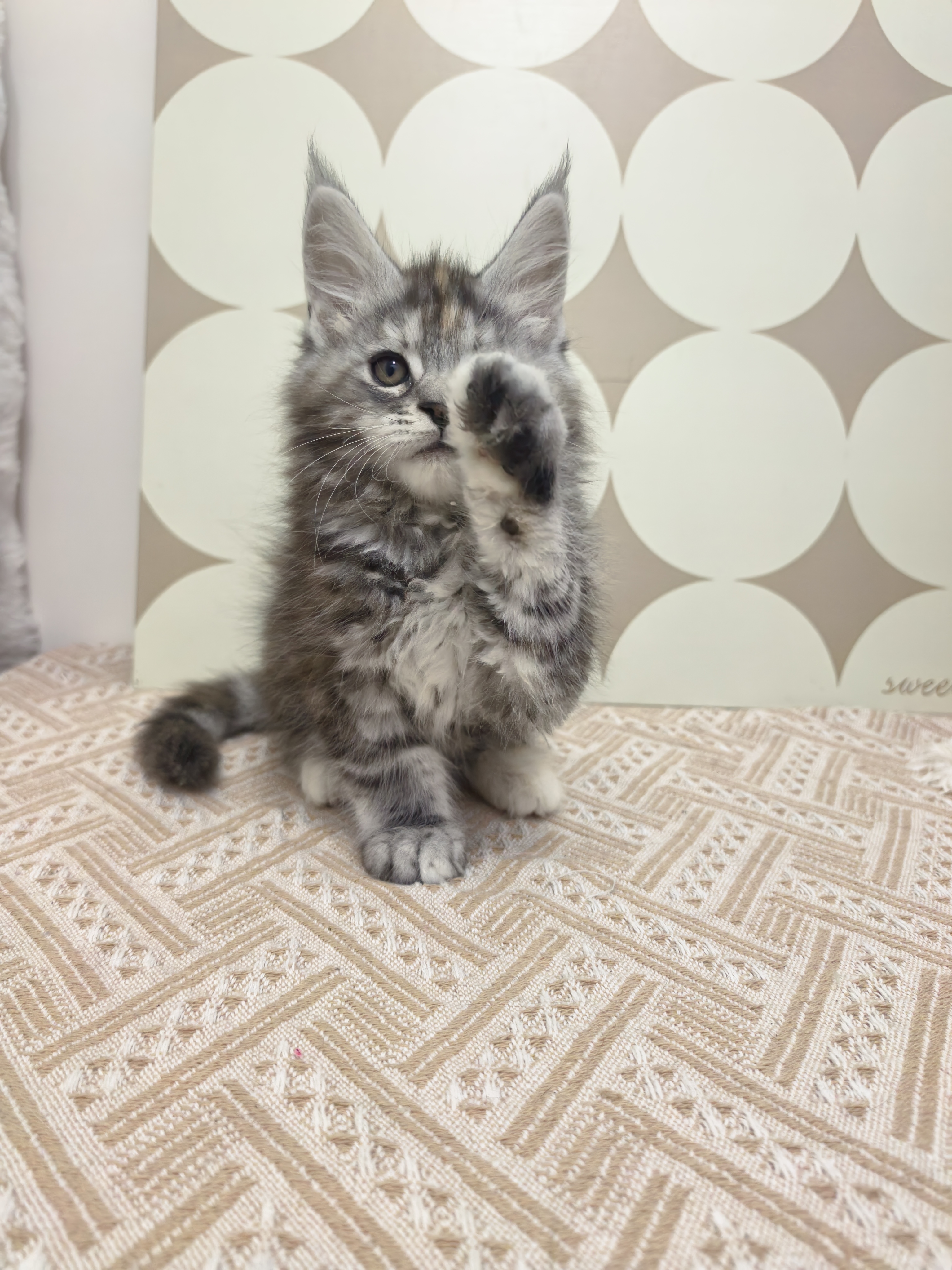 TaoDC缅因猫舍