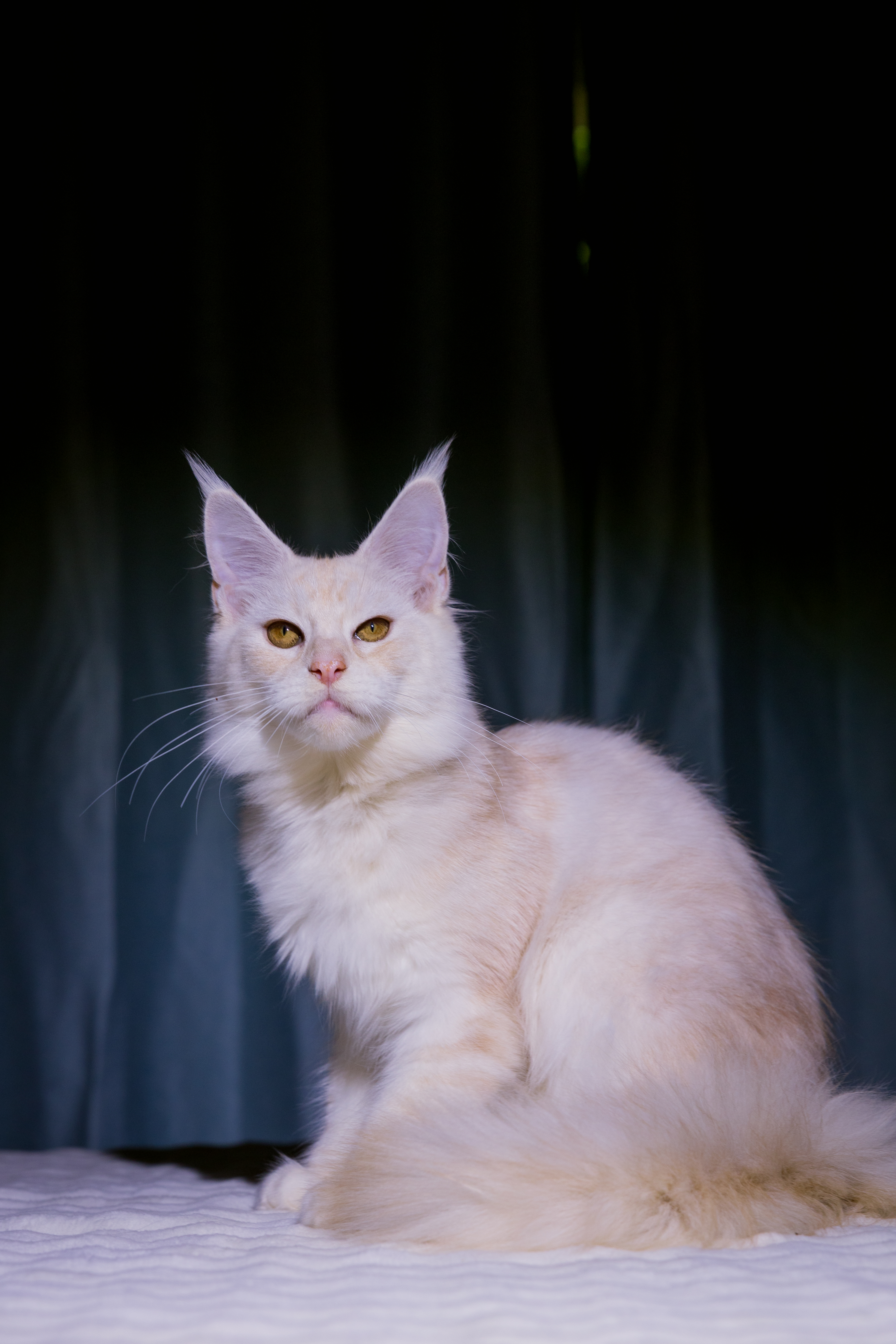 芊芊(已绝育) 照片 7