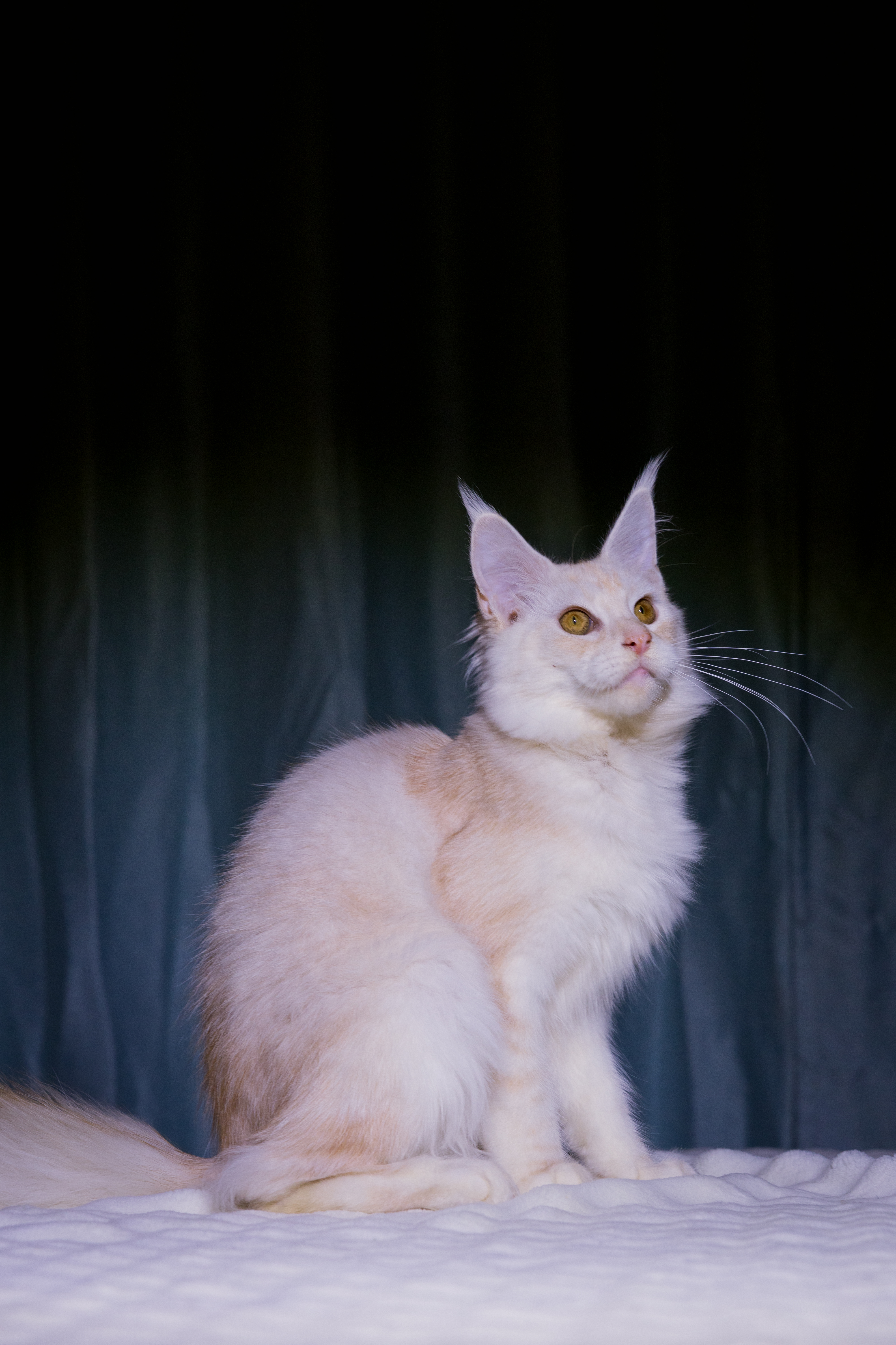 芊芊(已绝育) 照片 8