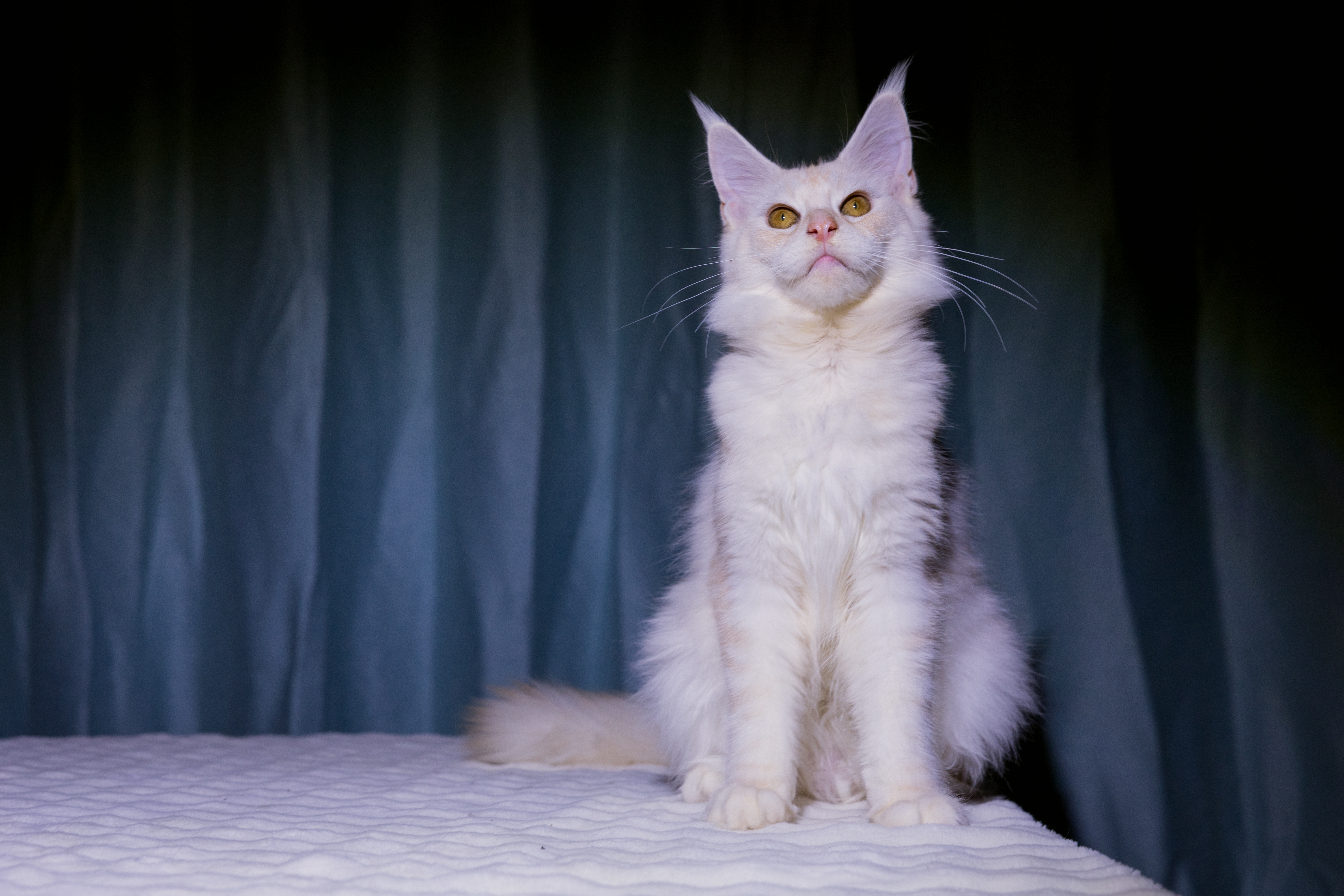 芊芊(已绝育) 照片 6