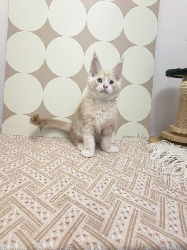 TaoDC缅因猫舍