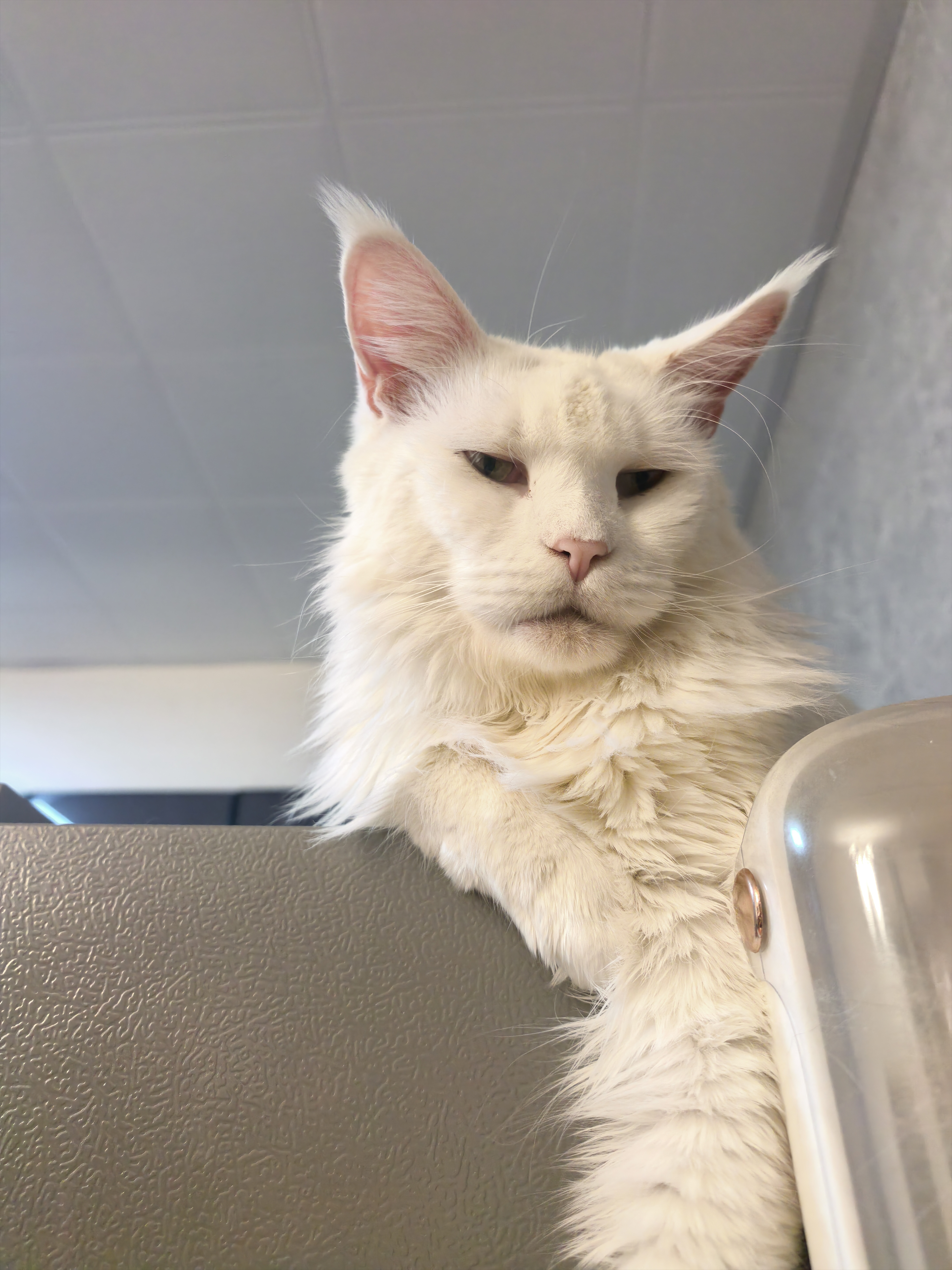 小白(已绝育) 照片 3