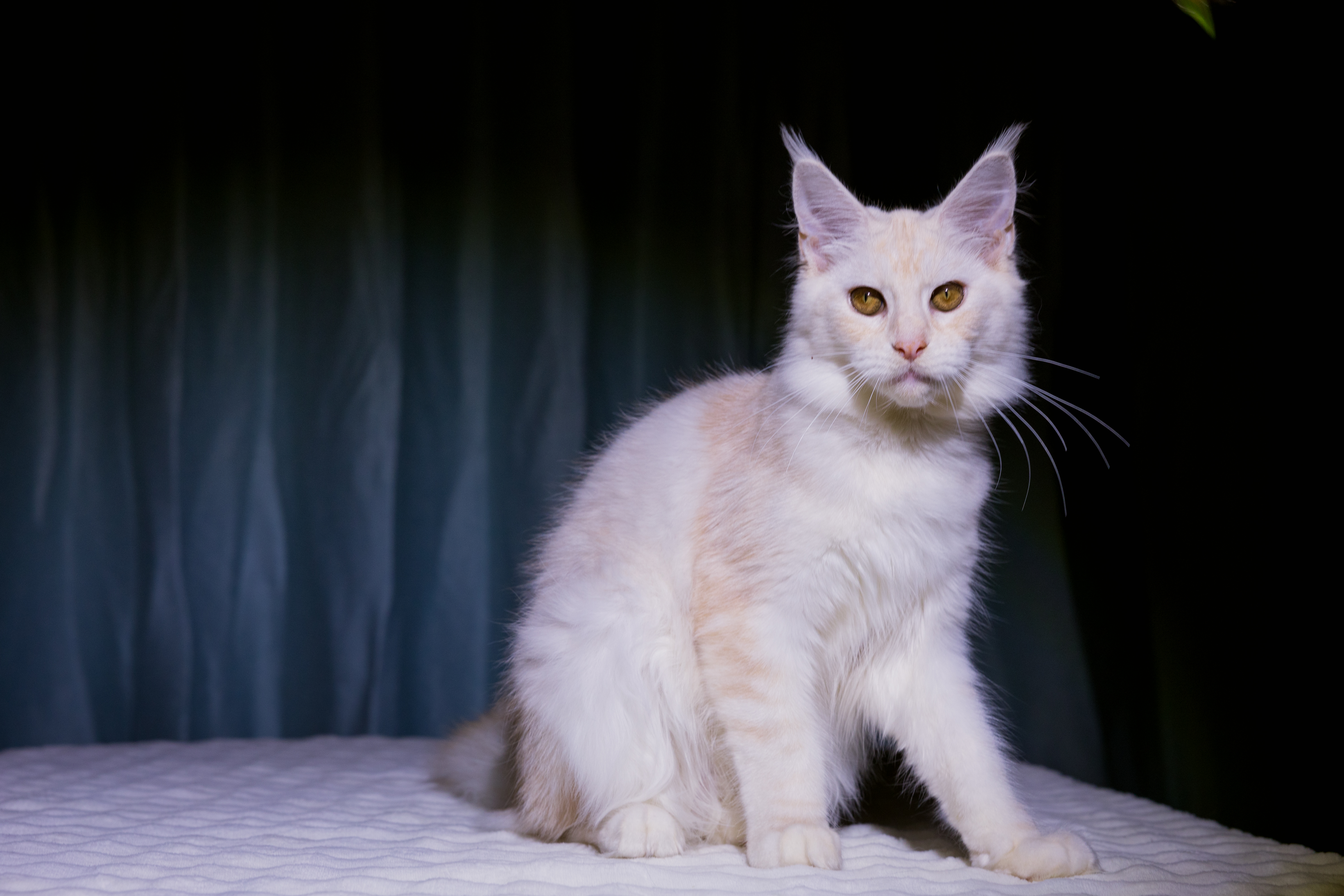 芊芊(已绝育) 照片 9