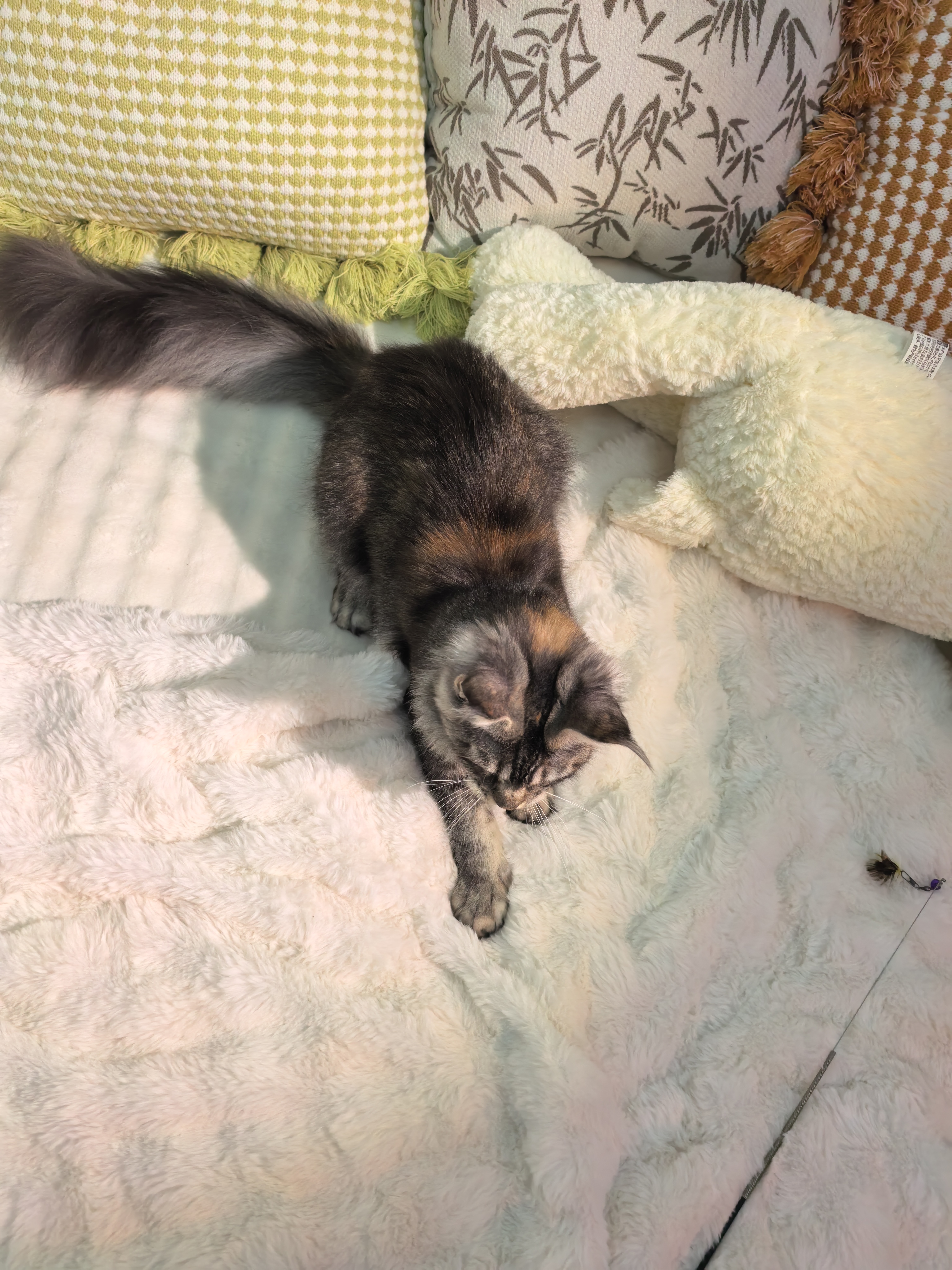 玳瑁妹妹(已绝育) 照片 4