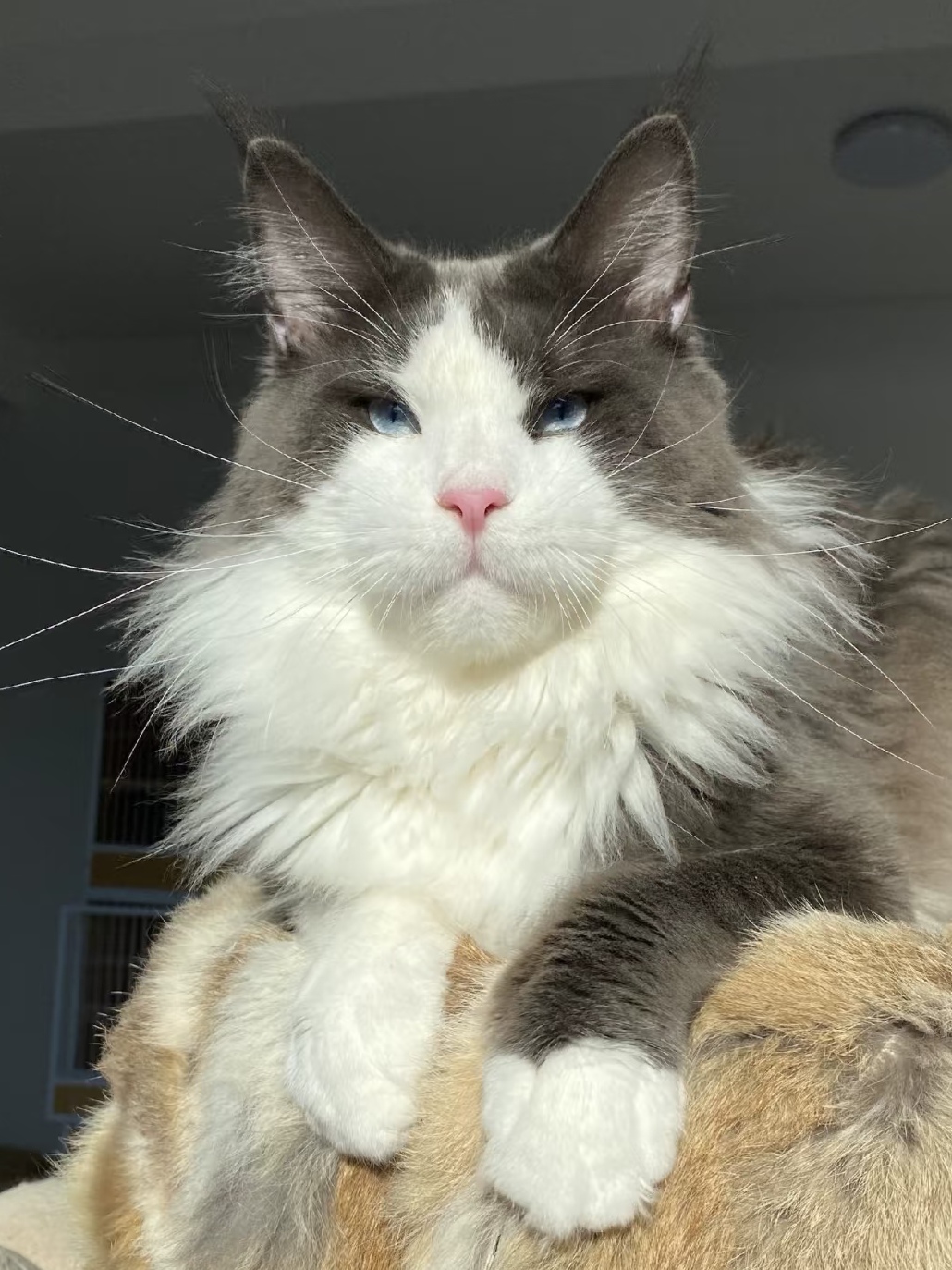 爵爷(换血绝育出)