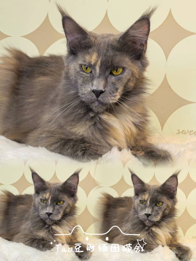 蓝影(换血绝育出) 照片 2