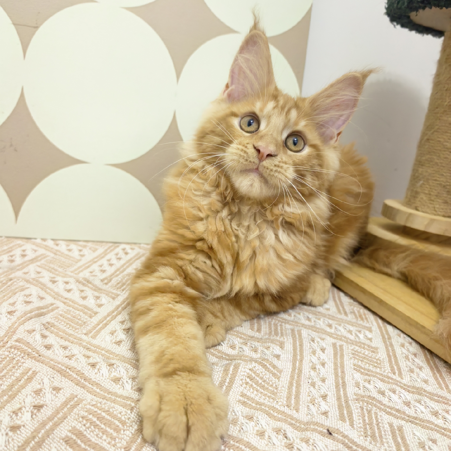 TaoDC缅因猫舍