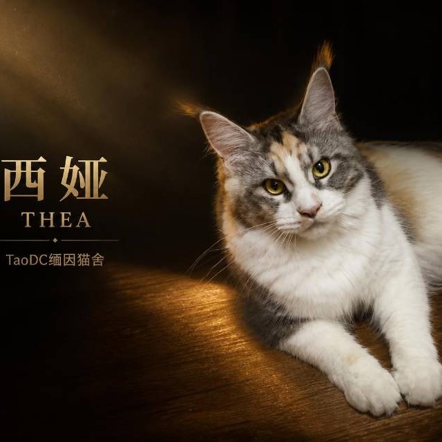 Thea西娅