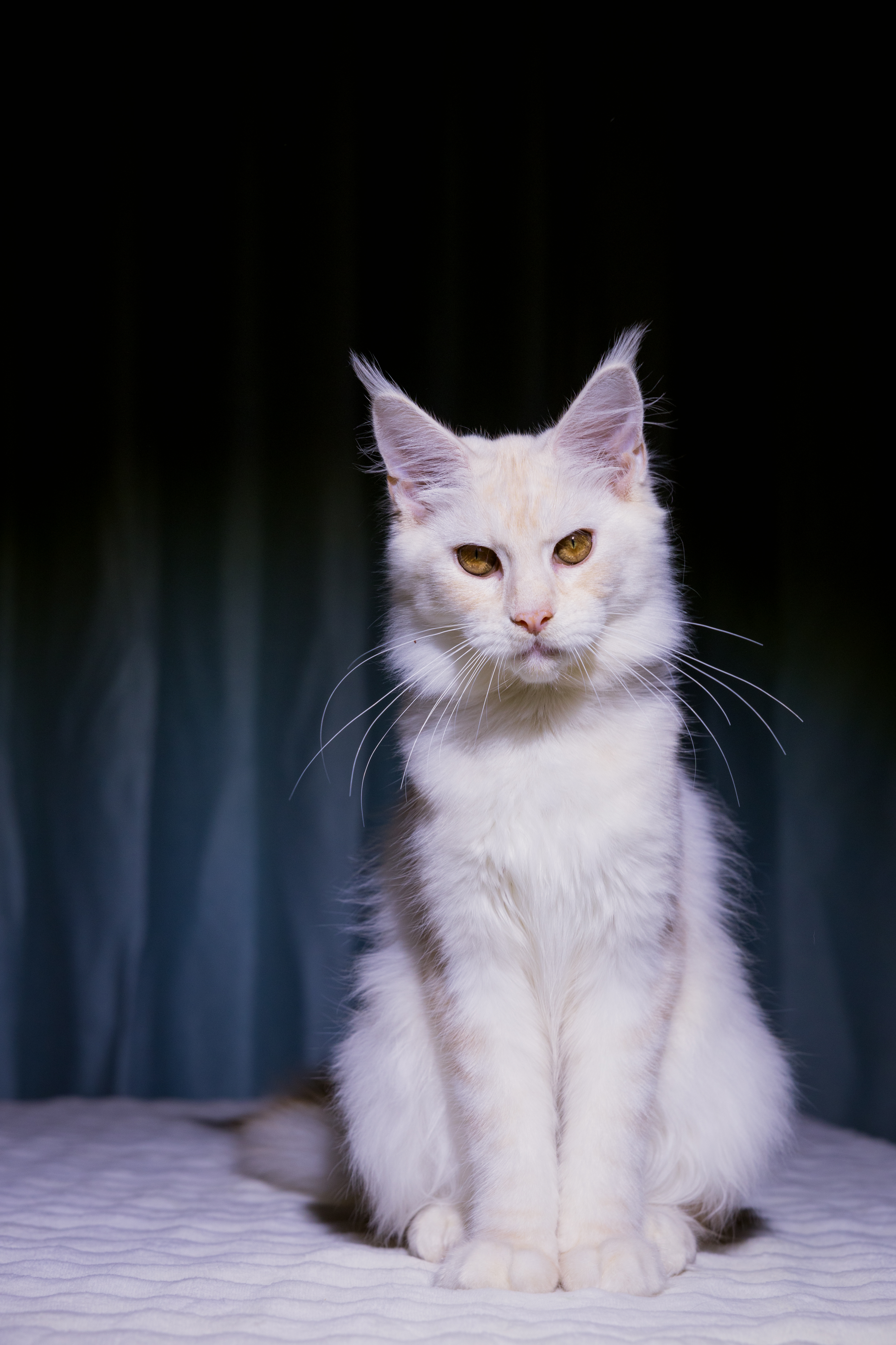 芊芊(已绝育) 照片 5