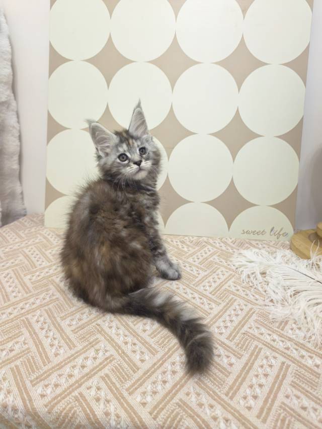玳瑁1