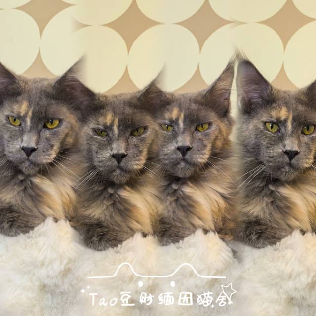 蓝影(换血绝育出)