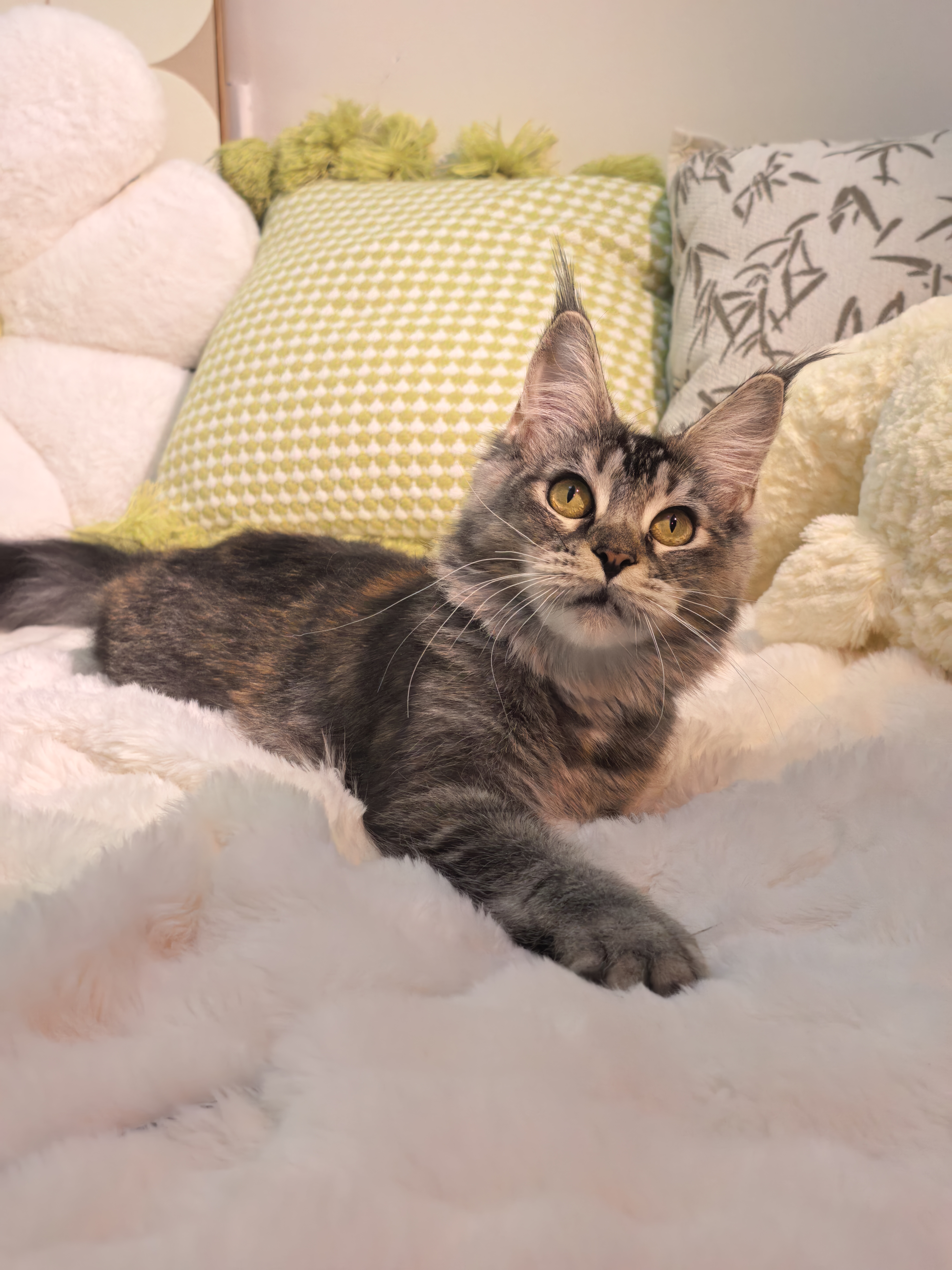 玳瑁妹妹(已绝育) 照片 6