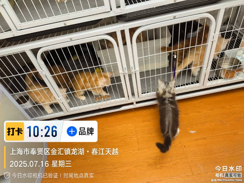 炎炎