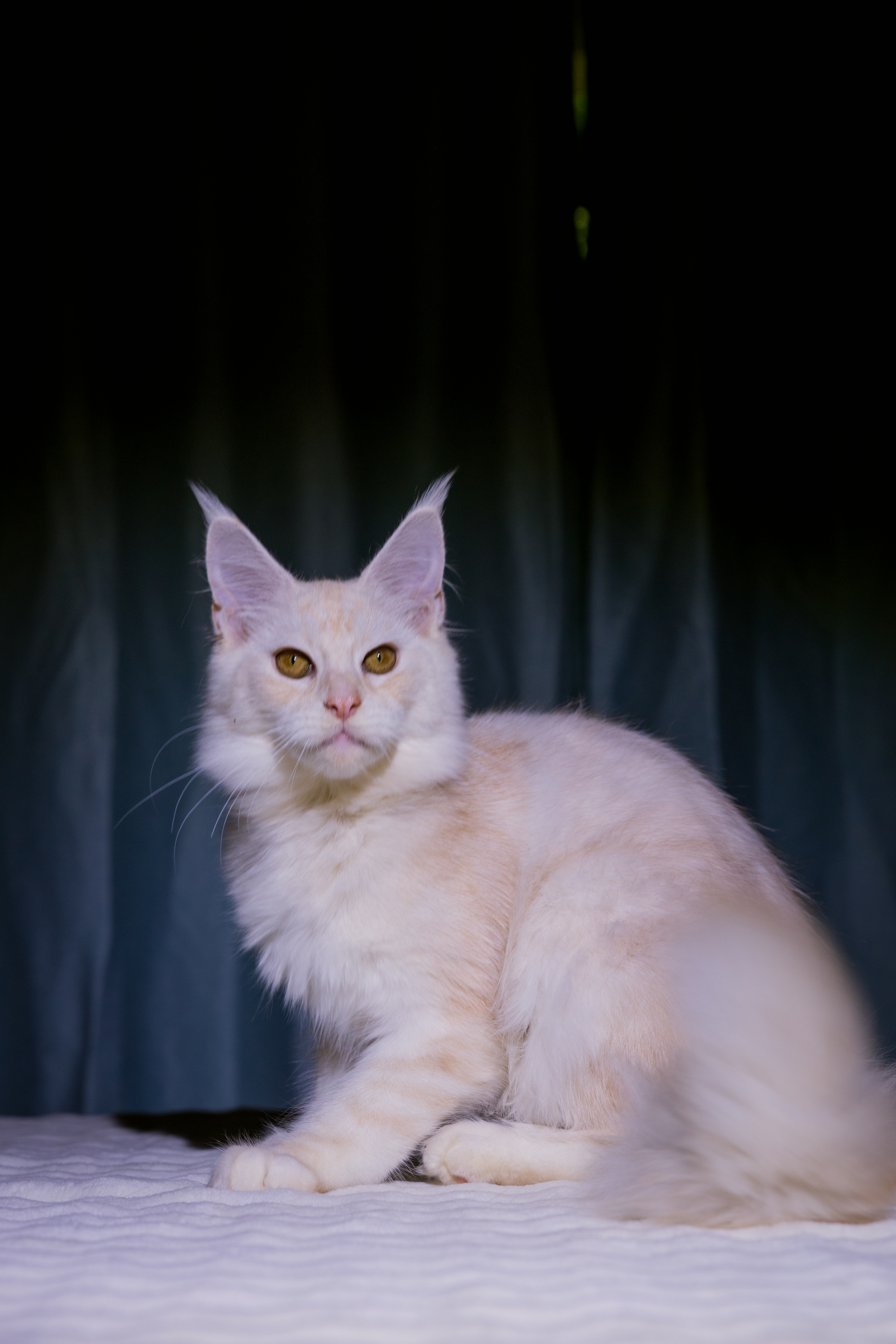 芊芊(已绝育) 照片 3