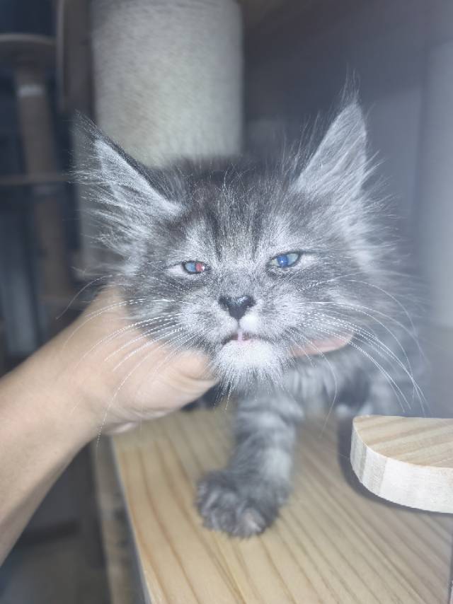 异瞳