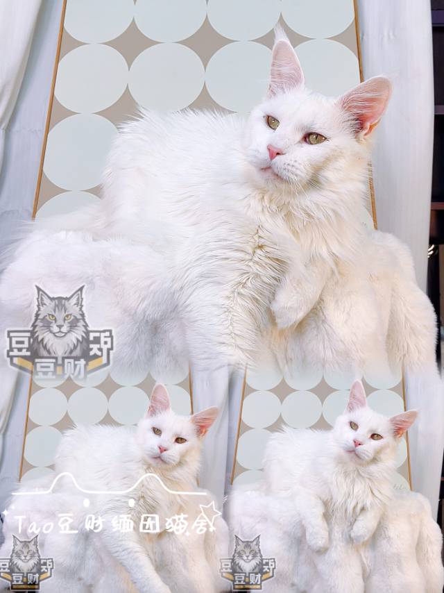 小白(已绝育) 照片 1