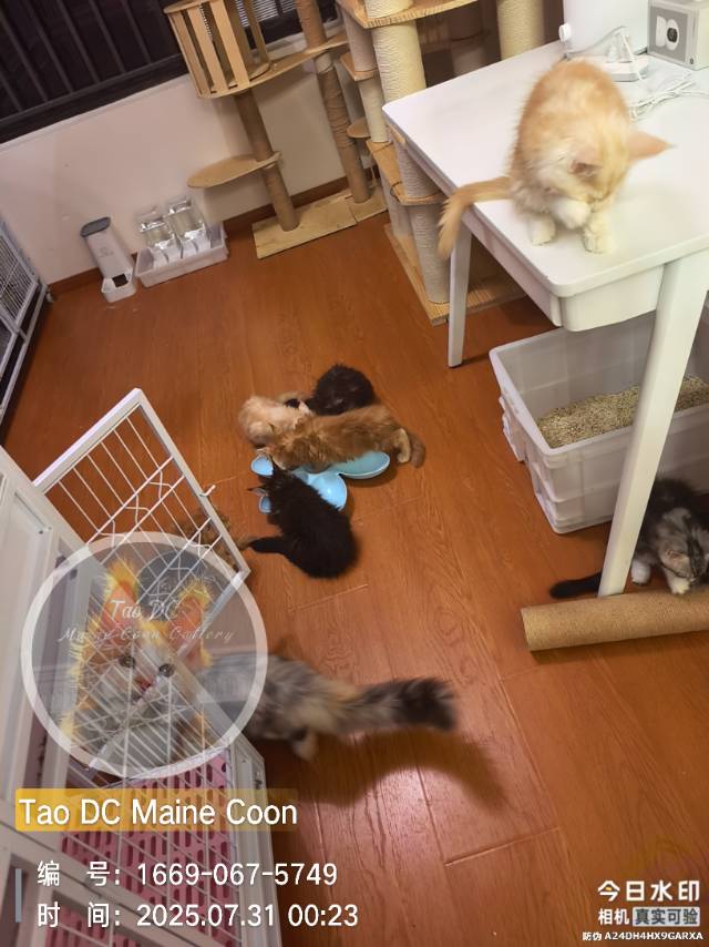 鸡+牛+青花鱼