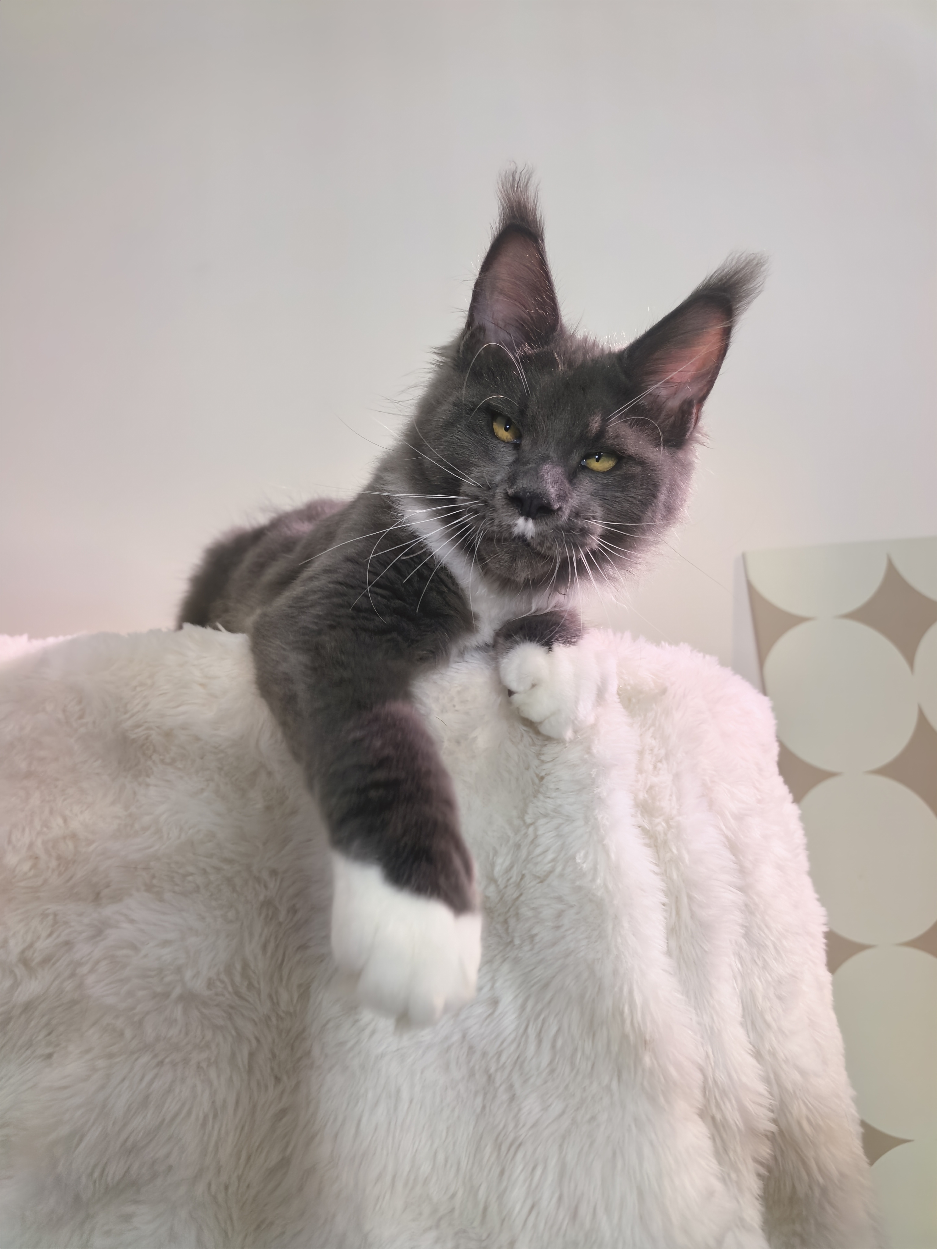 TaoDC缅因猫舍