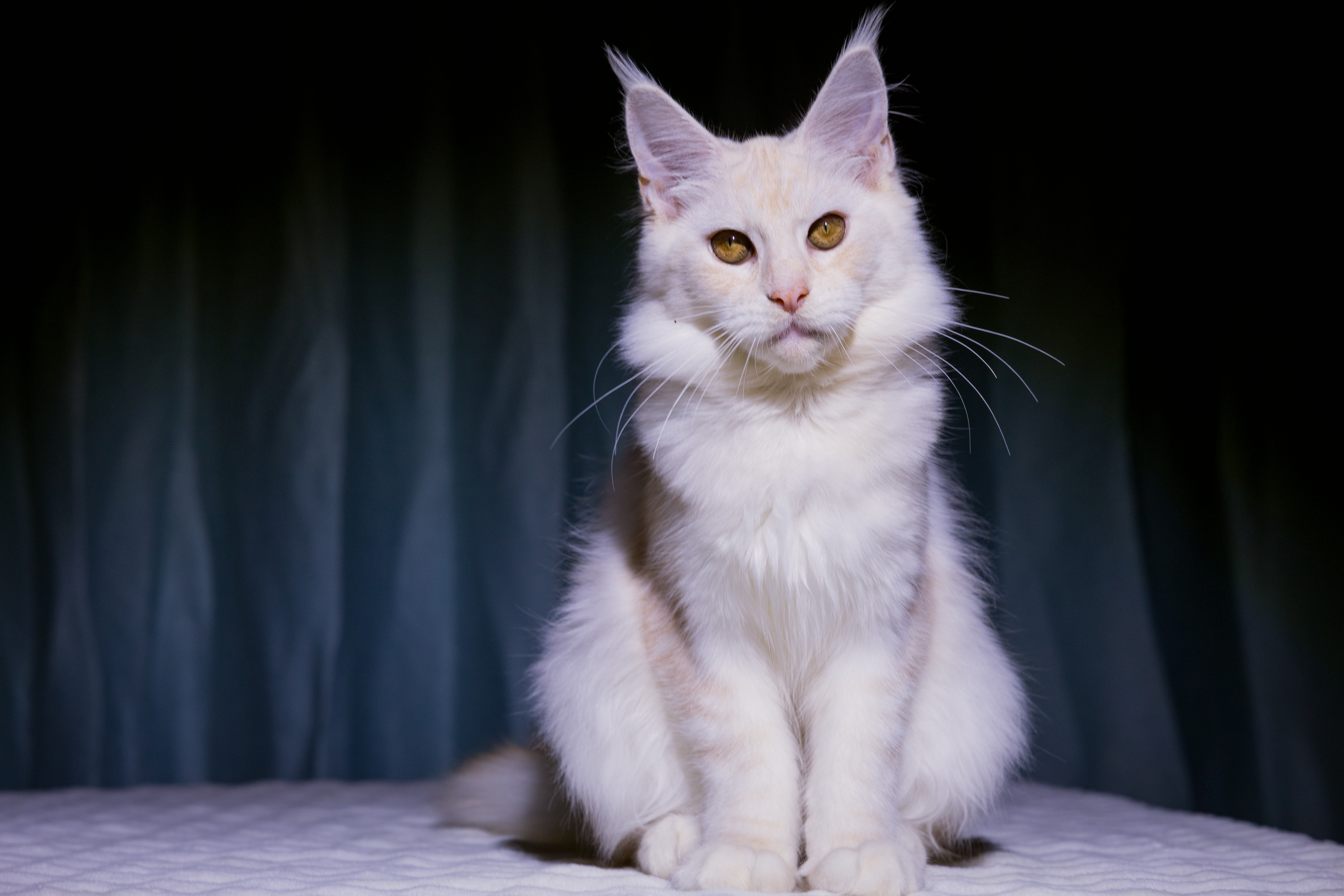 芊芊(已绝育) 照片 4