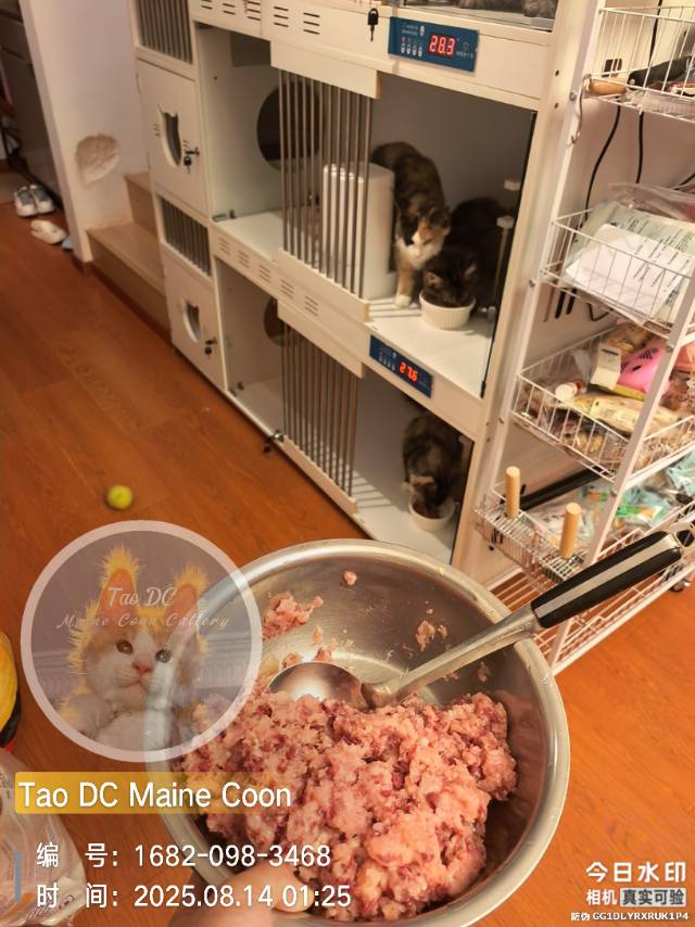 鸡+牛