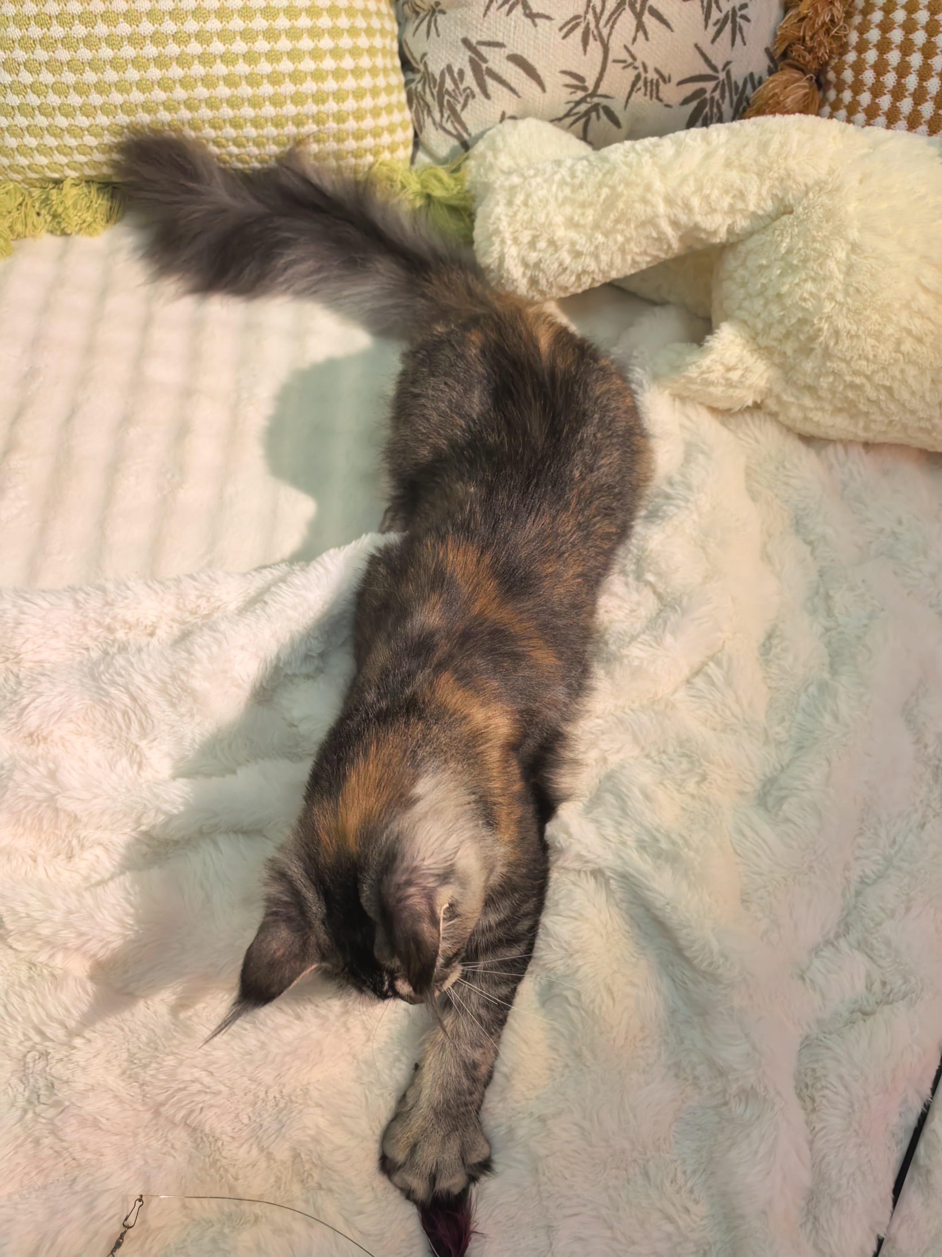 玳瑁妹妹(已绝育) 照片 3