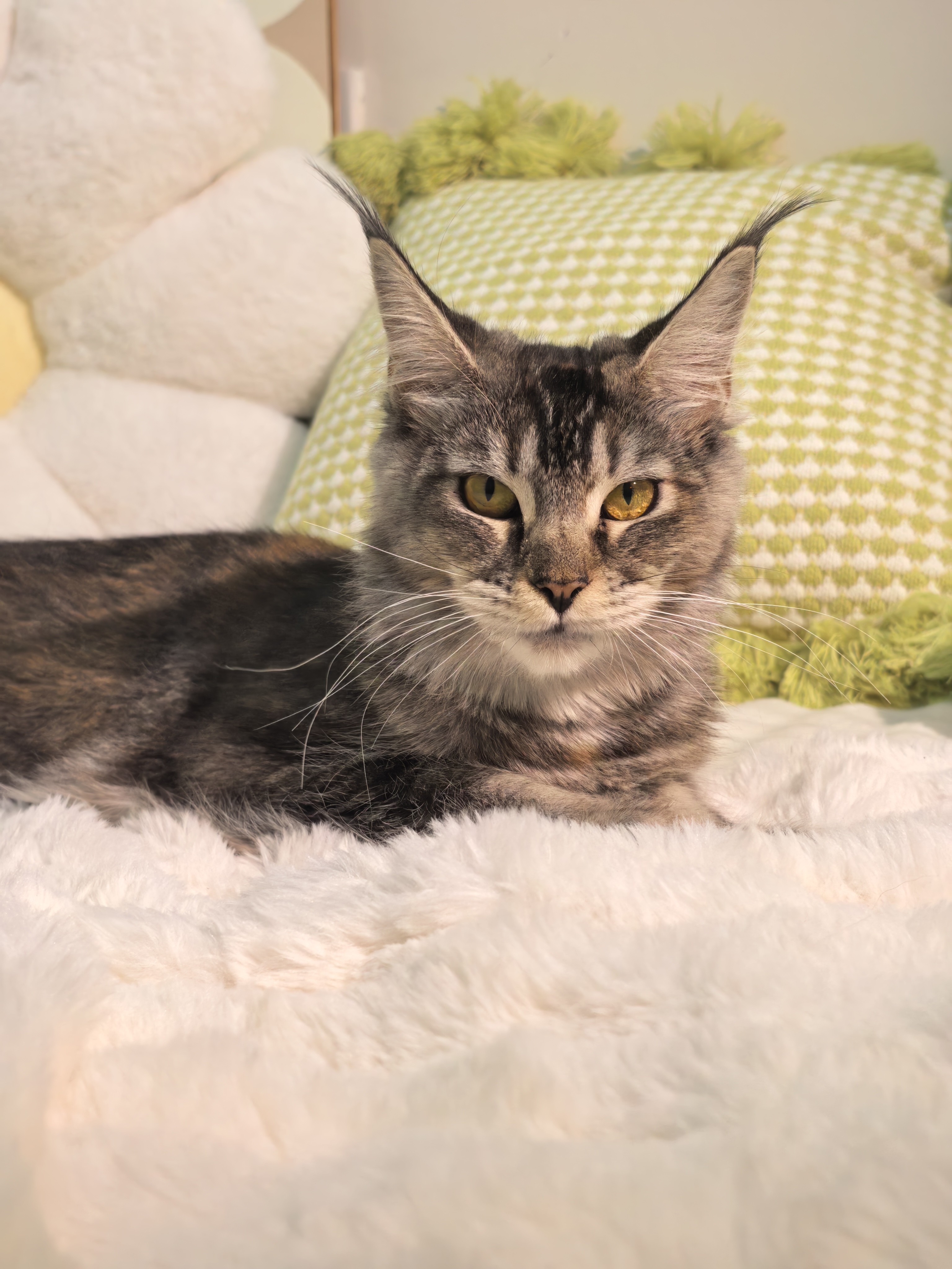 玳瑁妹妹(已绝育) 照片 5