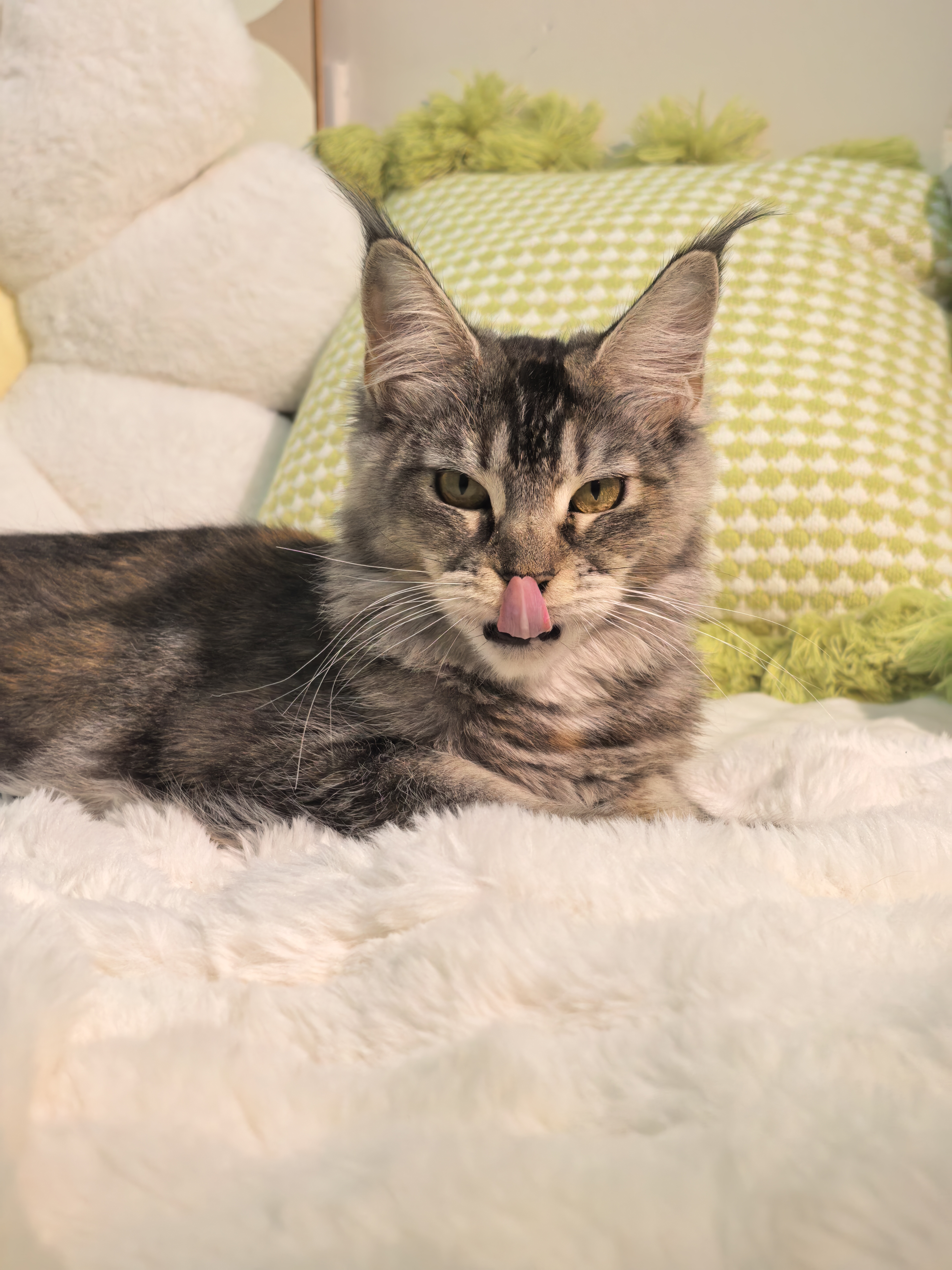 玳瑁妹妹(已绝育)