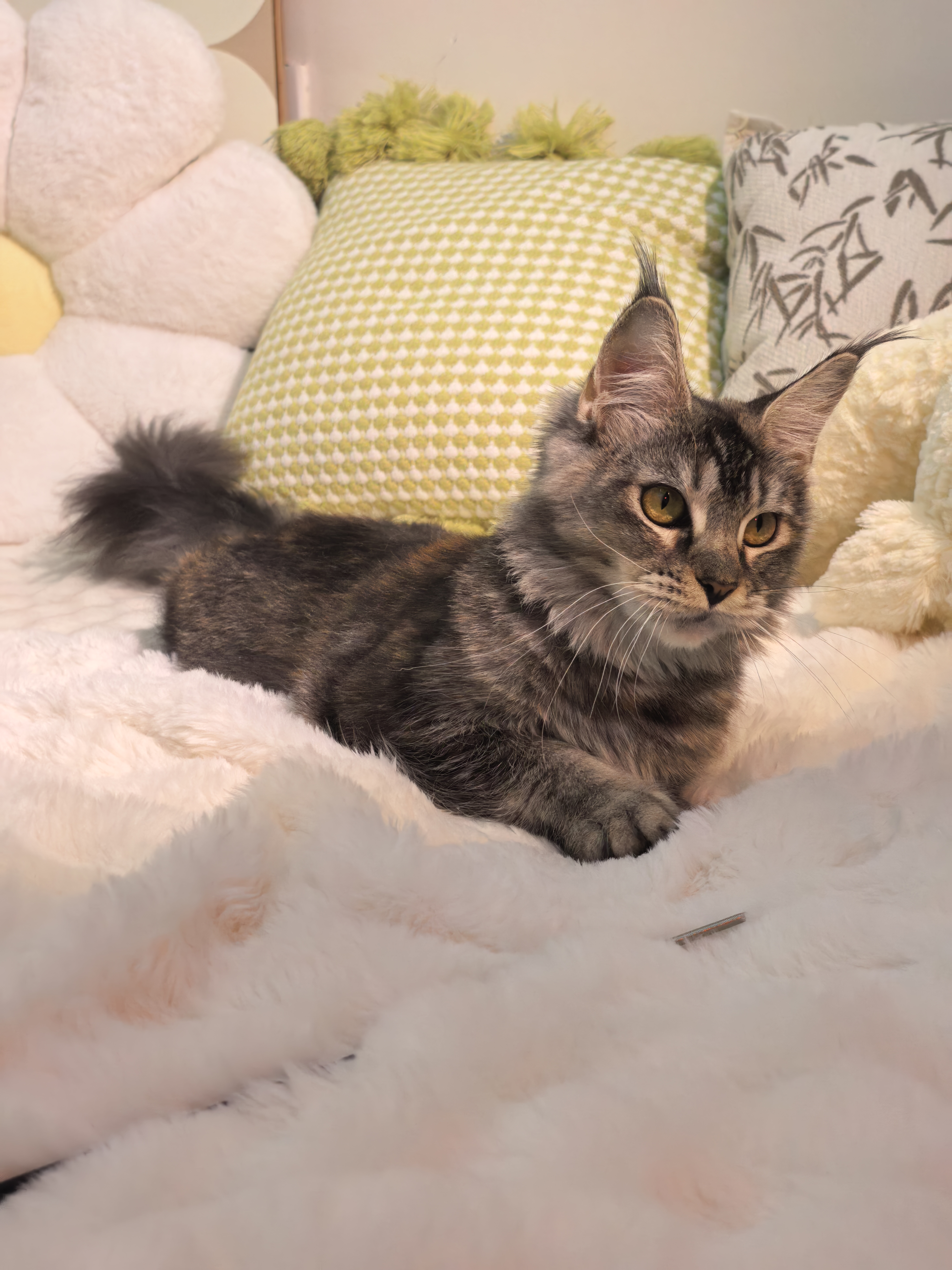 玳瑁妹妹(已绝育) 照片 2