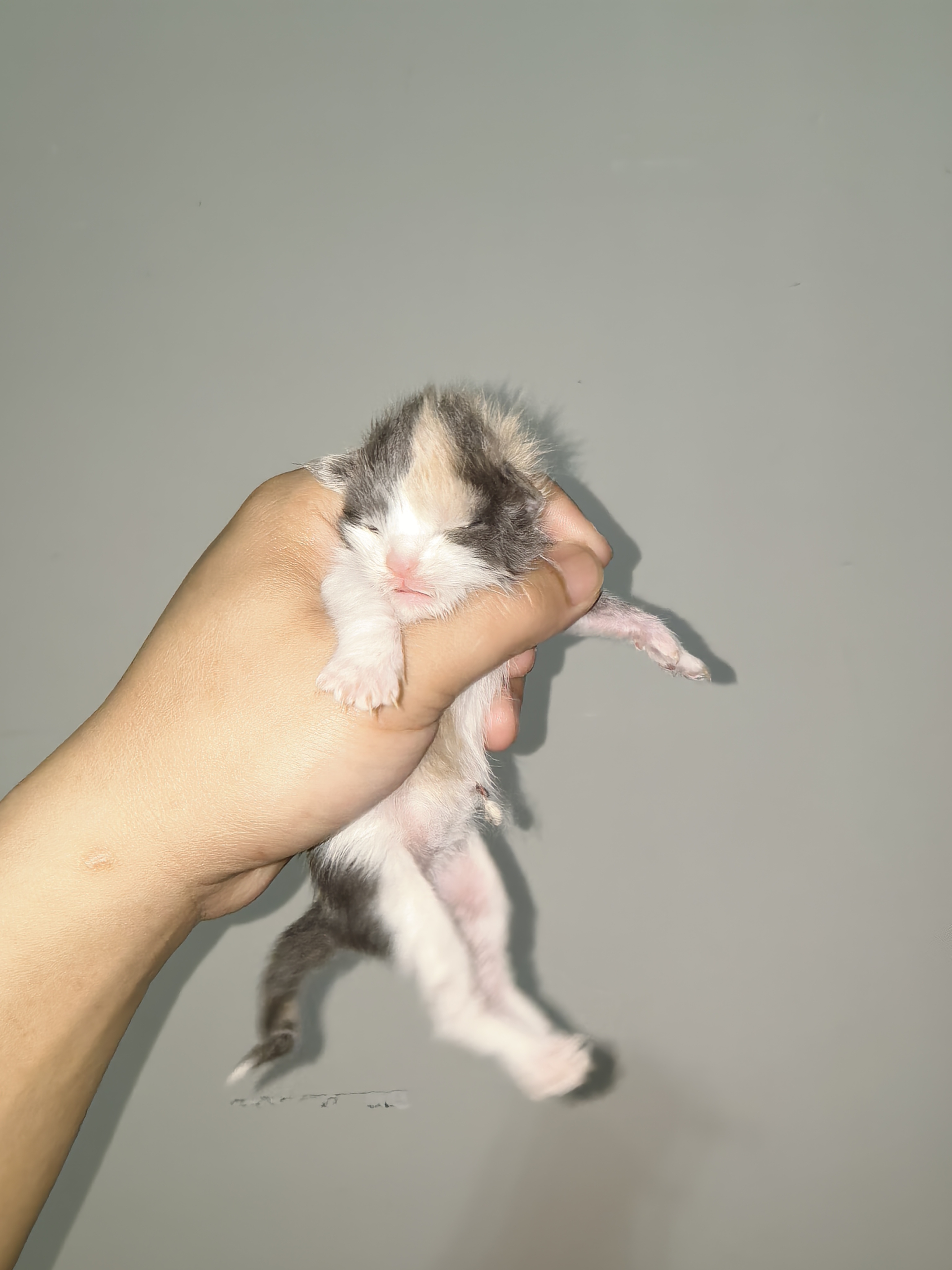 三花开脸