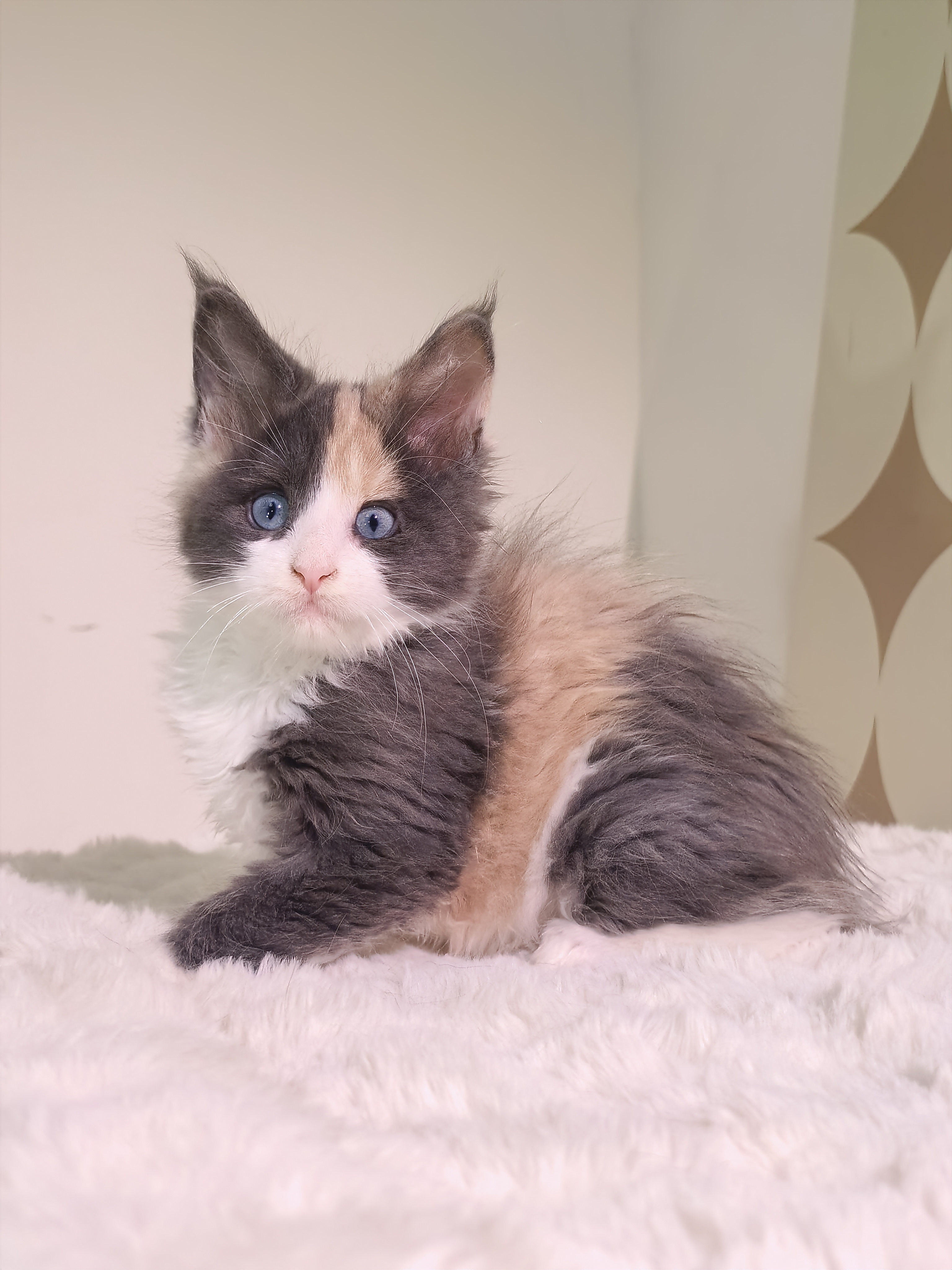 三花开脸 3