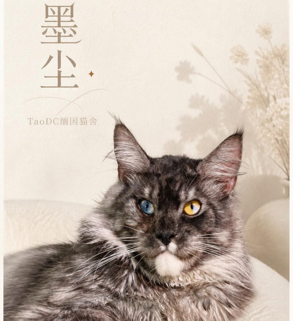 墨尘