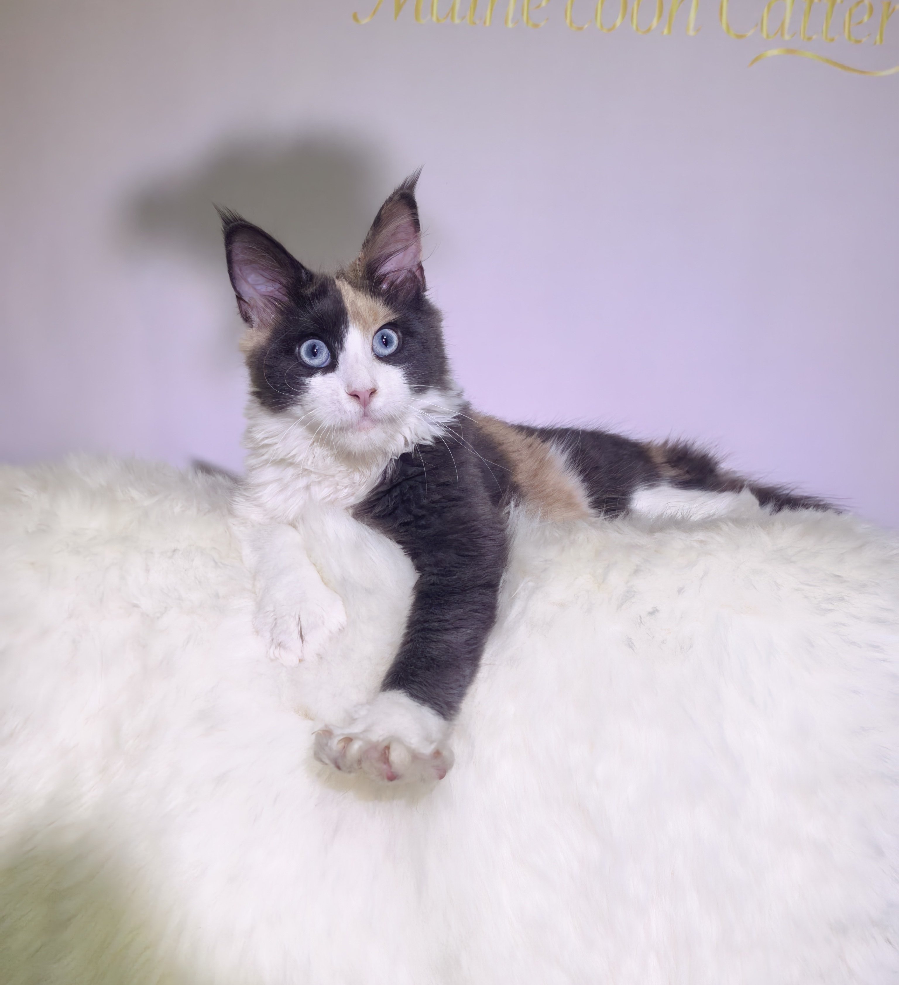 TaoDC缅因猫舍