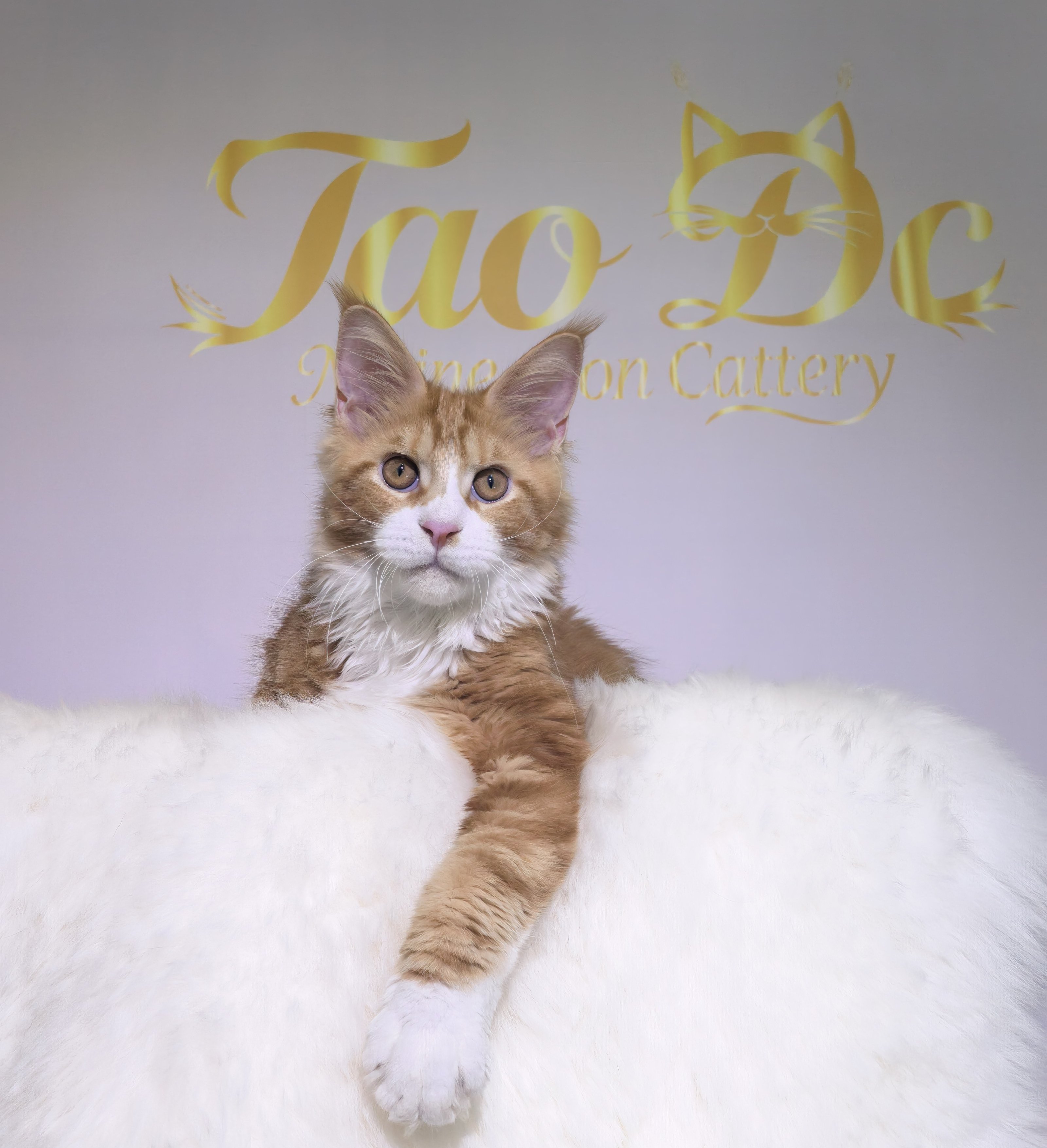 TaoDC缅因猫舍