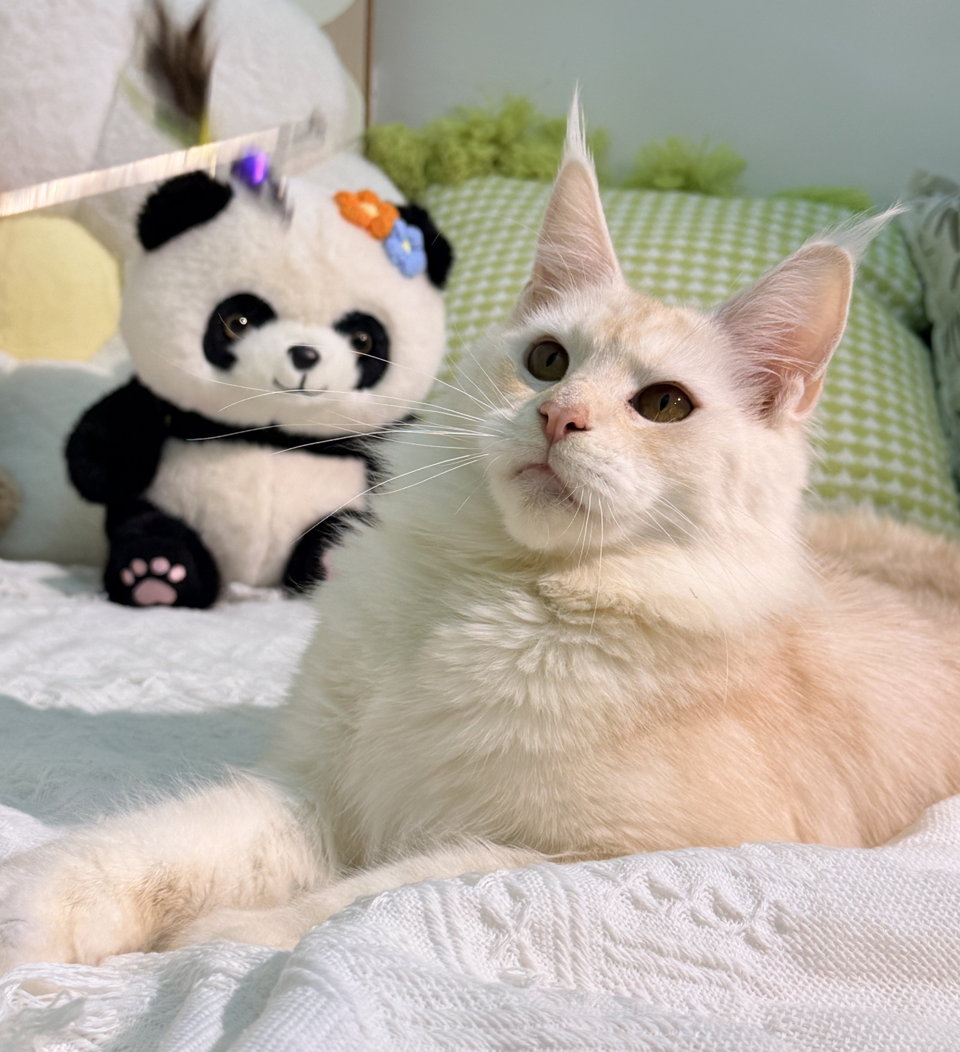 TaoDC缅因猫舍