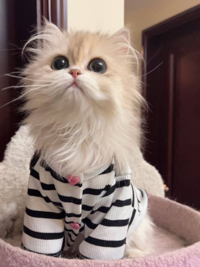 鱼子酱
