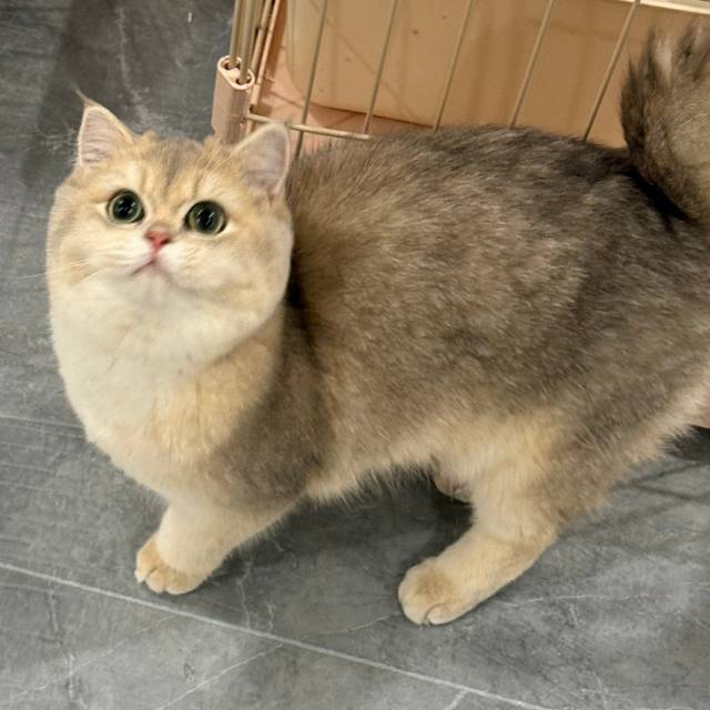胖头鱼