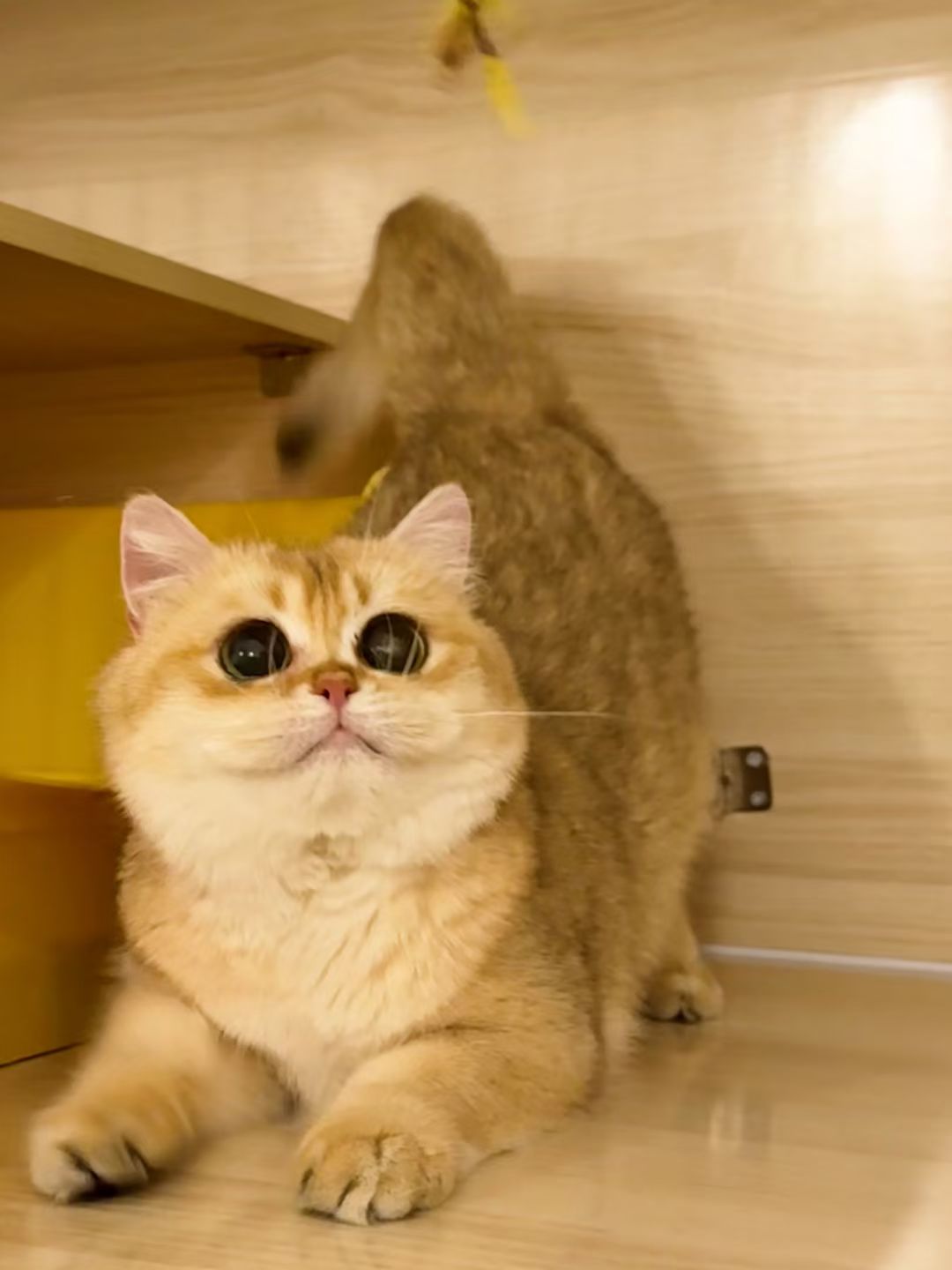 小浣熊
