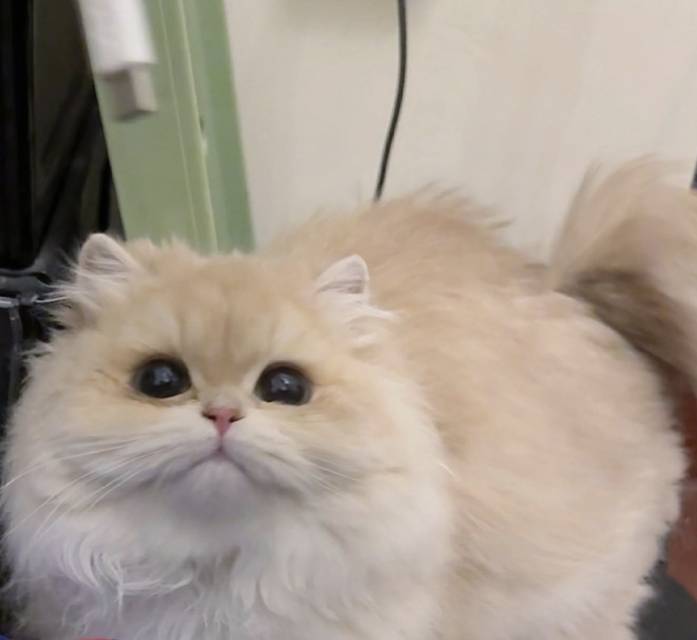 葡萄