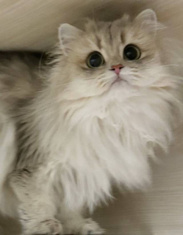 卷卷