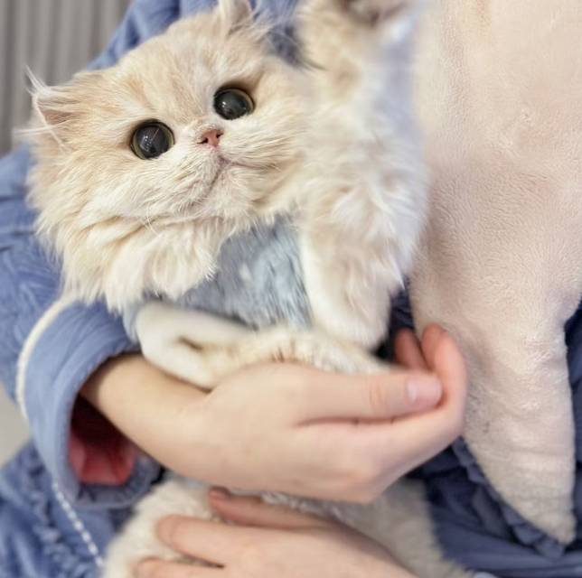 芝樱